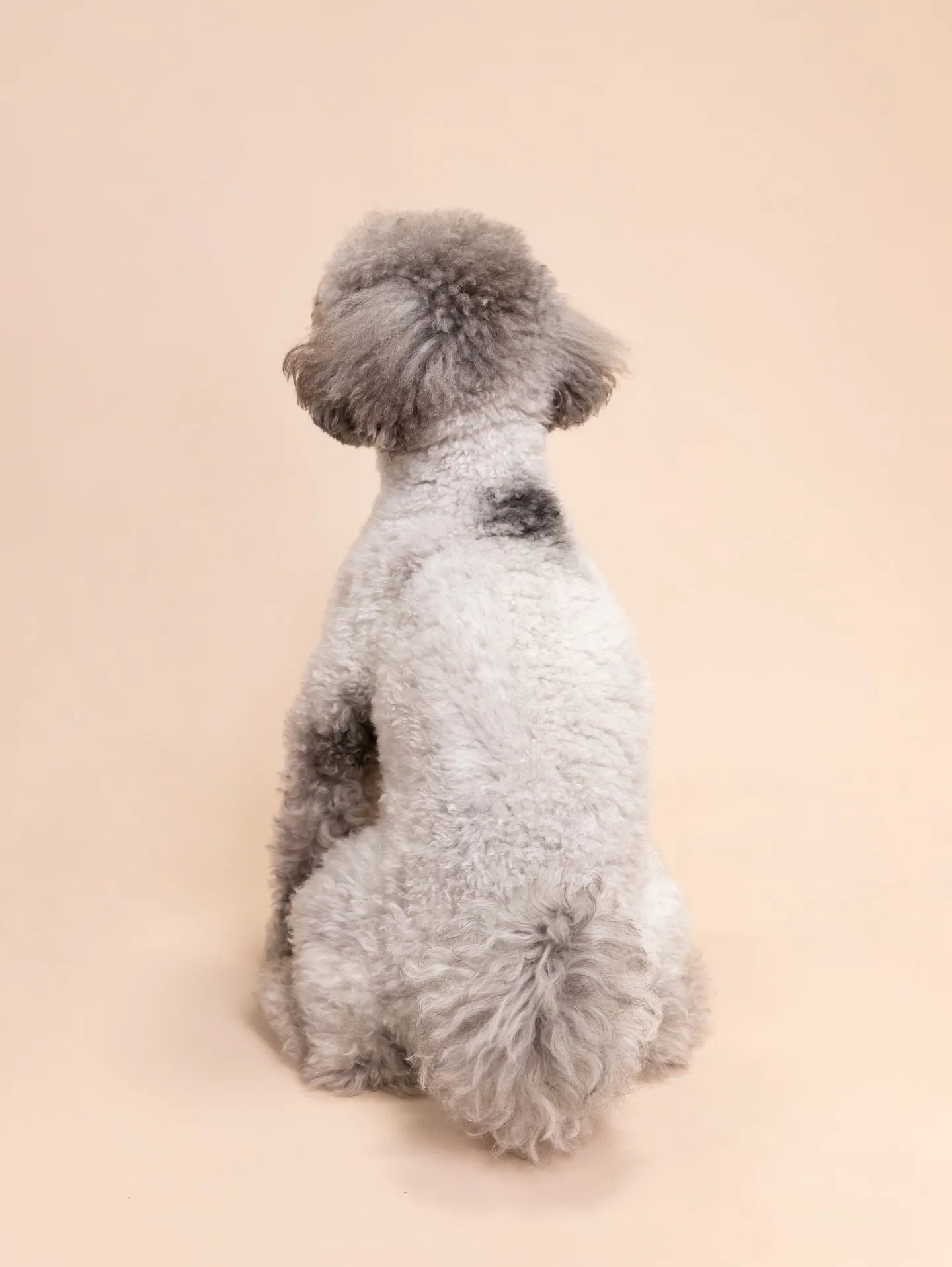 【BEIGE Backdrop Photoshoot -So...