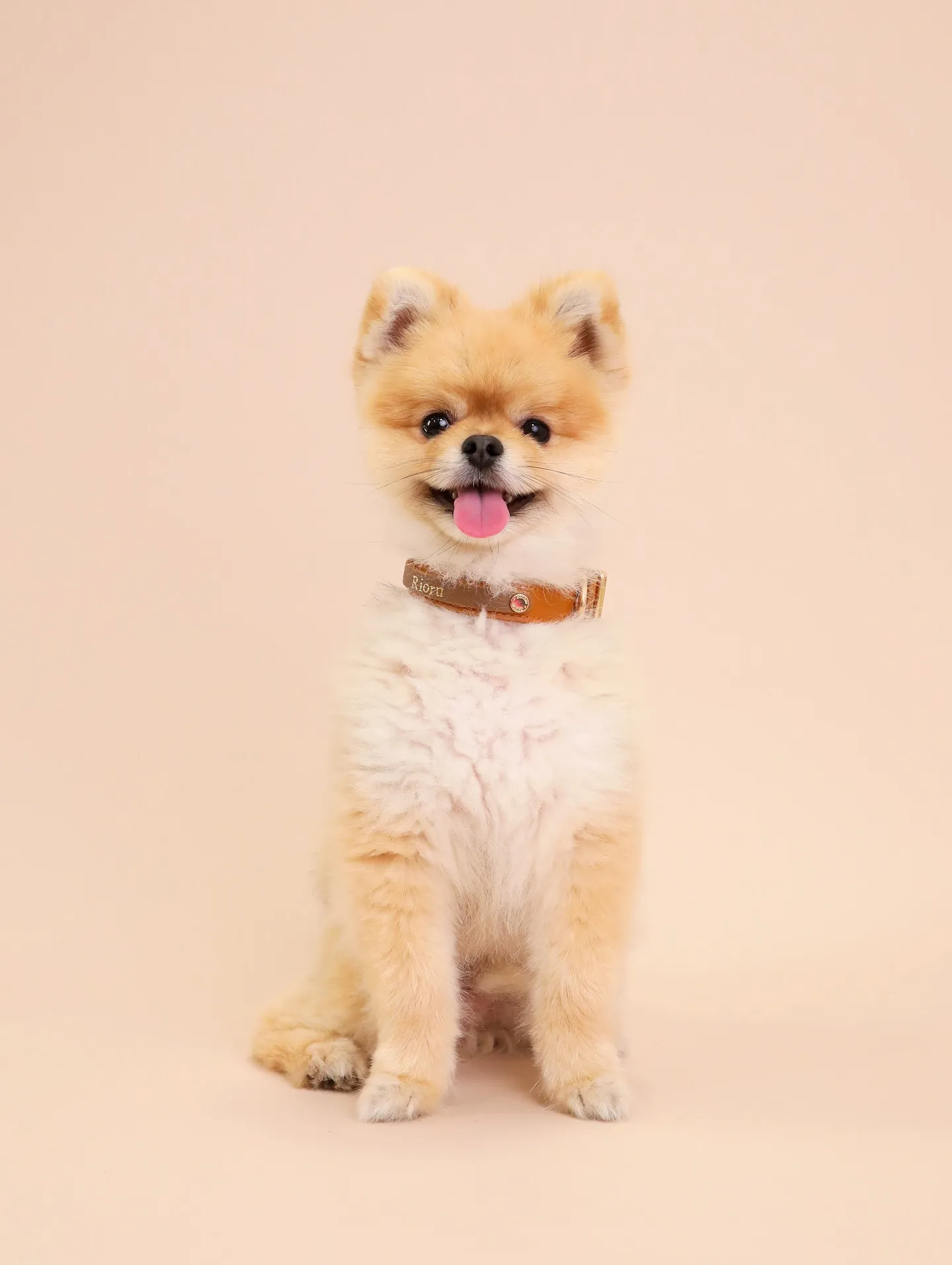 【BEIGE Backdrop Photoshoot -So...