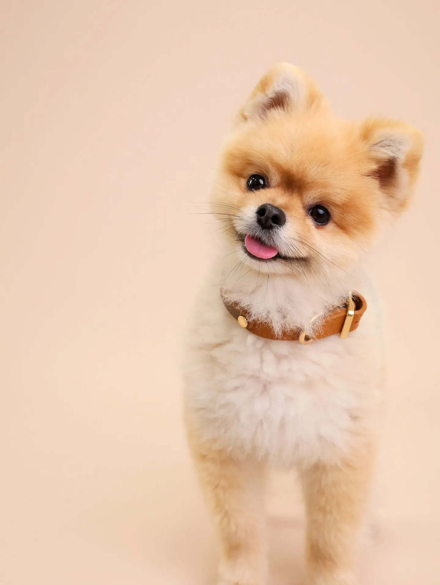 【BEIGE Backdrop Photoshoot -So...