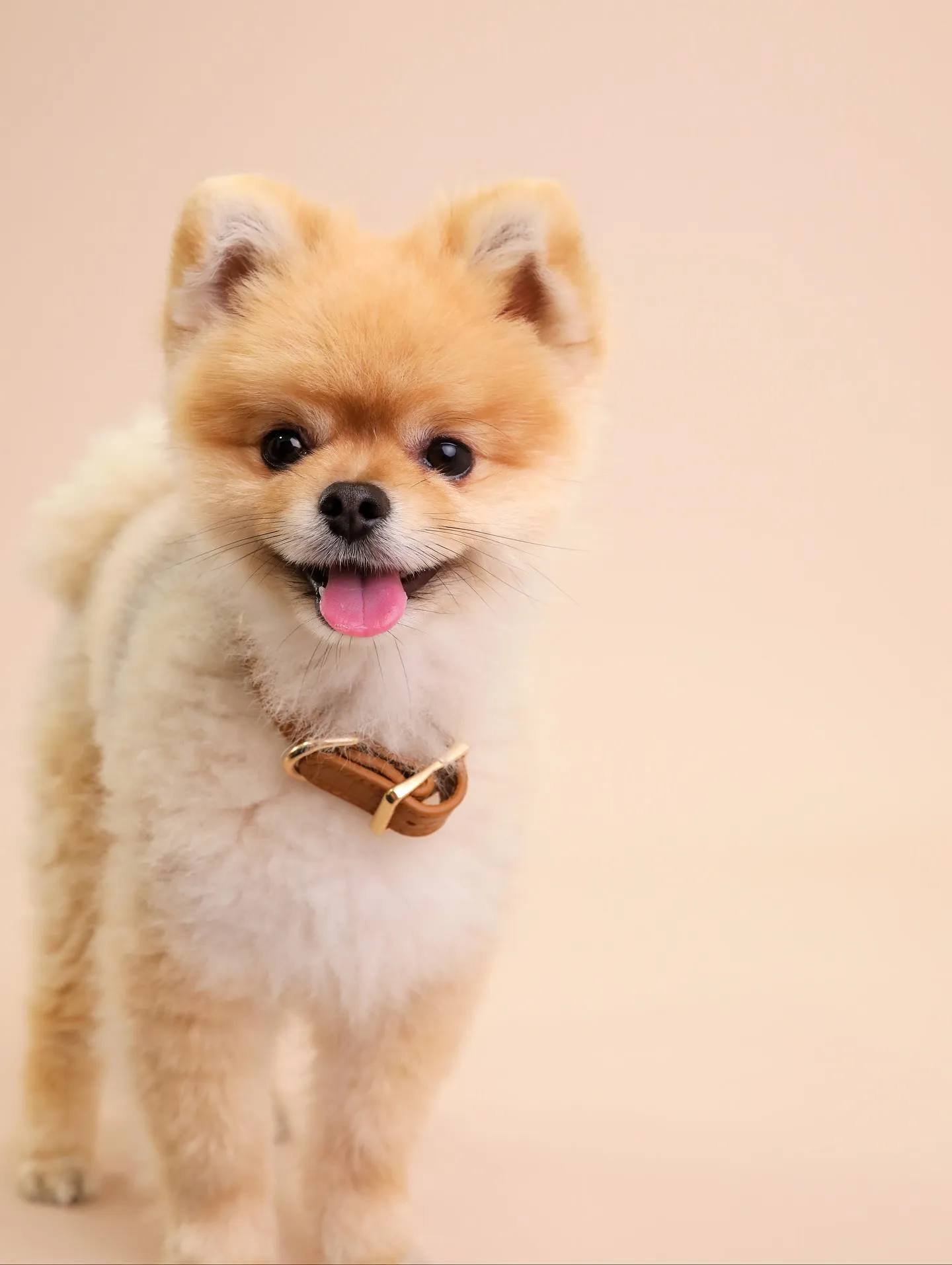 【BEIGE Backdrop Photoshoot -So...