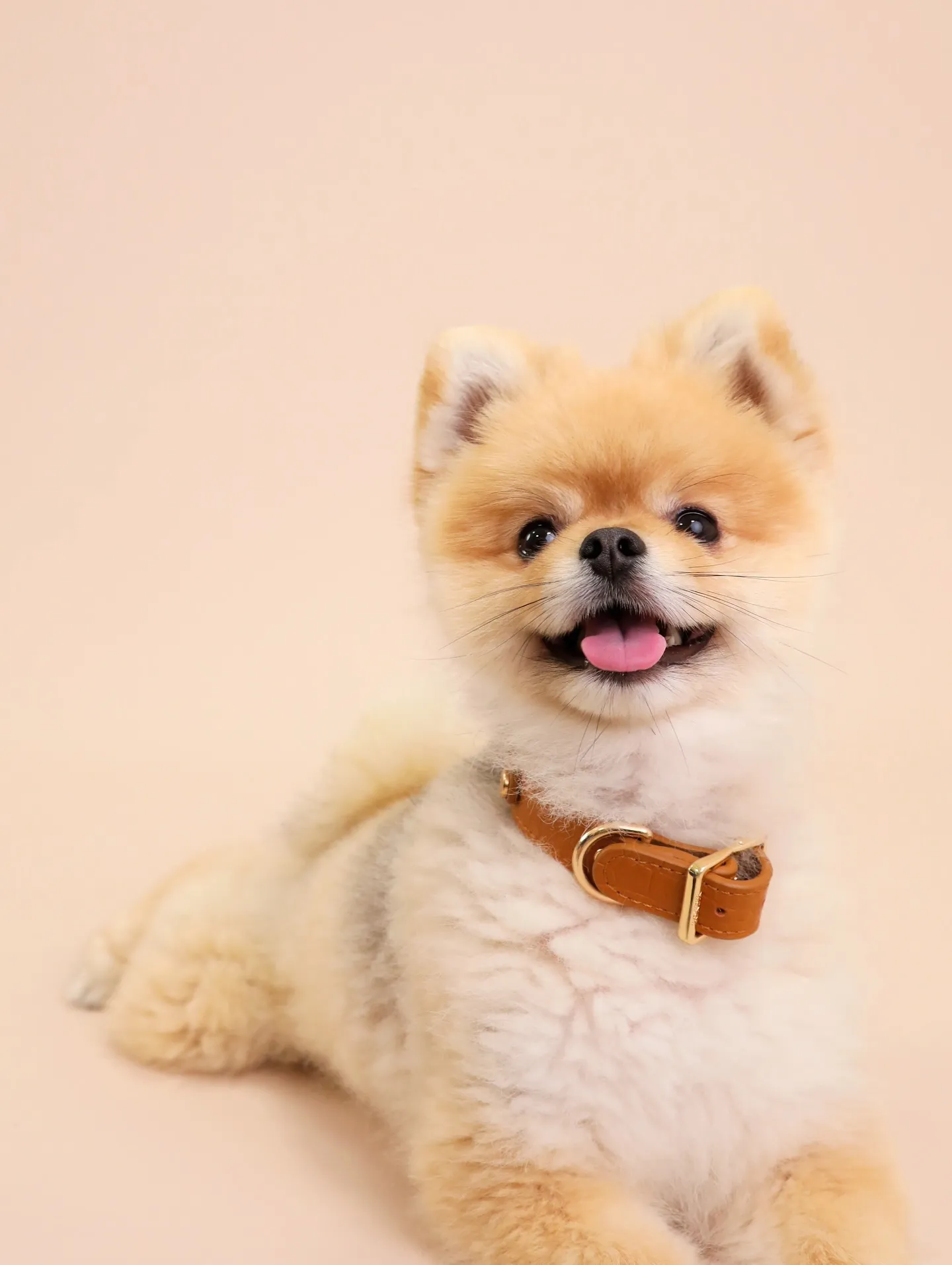 【BEIGE Backdrop Photoshoot -So...