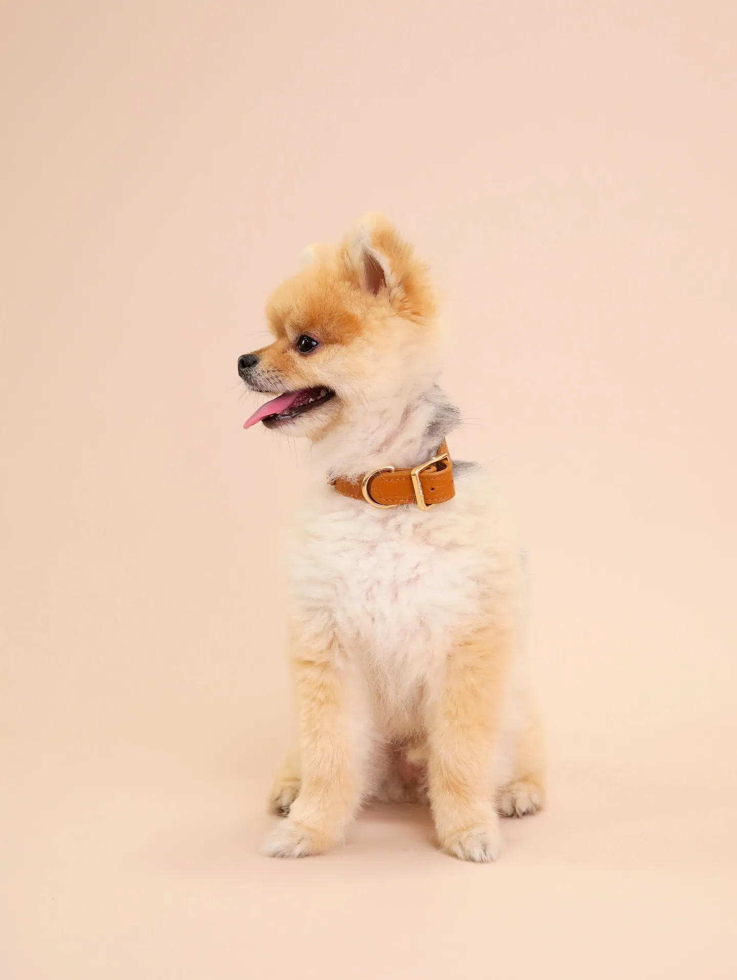 【BEIGE Backdrop Photoshoot -So...