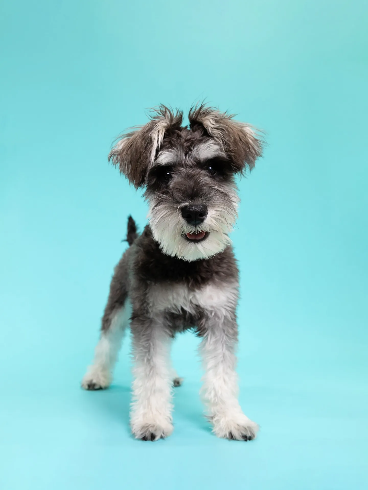 【Light-BLUE🗽Backdrop Photoshoo...