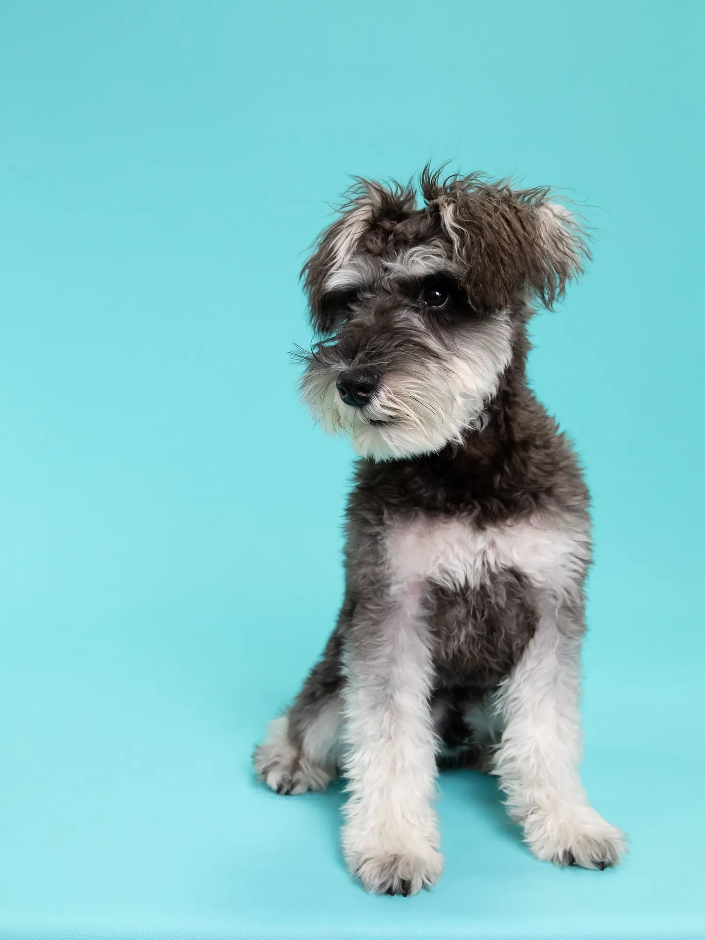 【Light-BLUE🗽Backdrop Photoshoo...