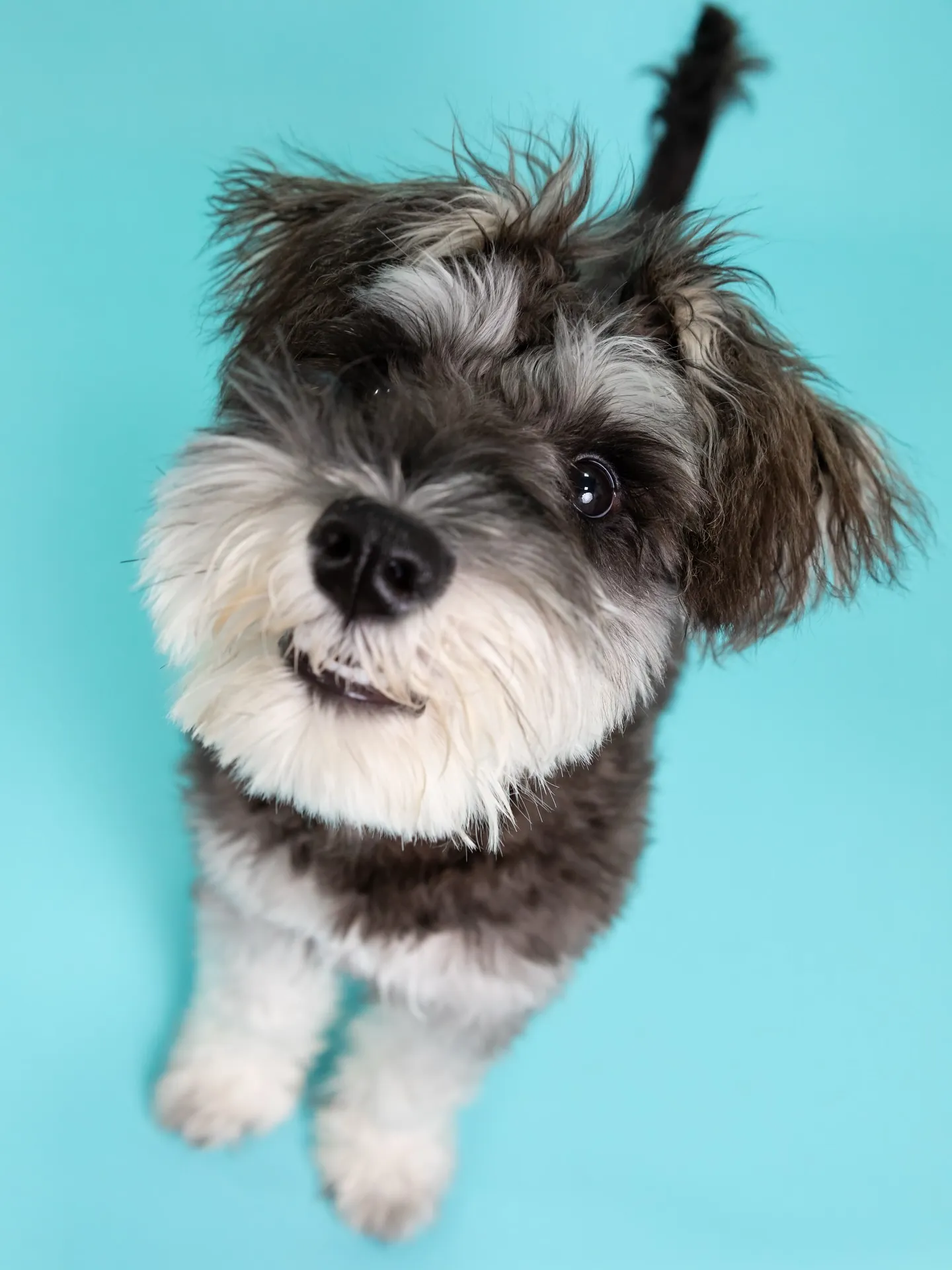 【Light-BLUE🗽Backdrop Photoshoo...