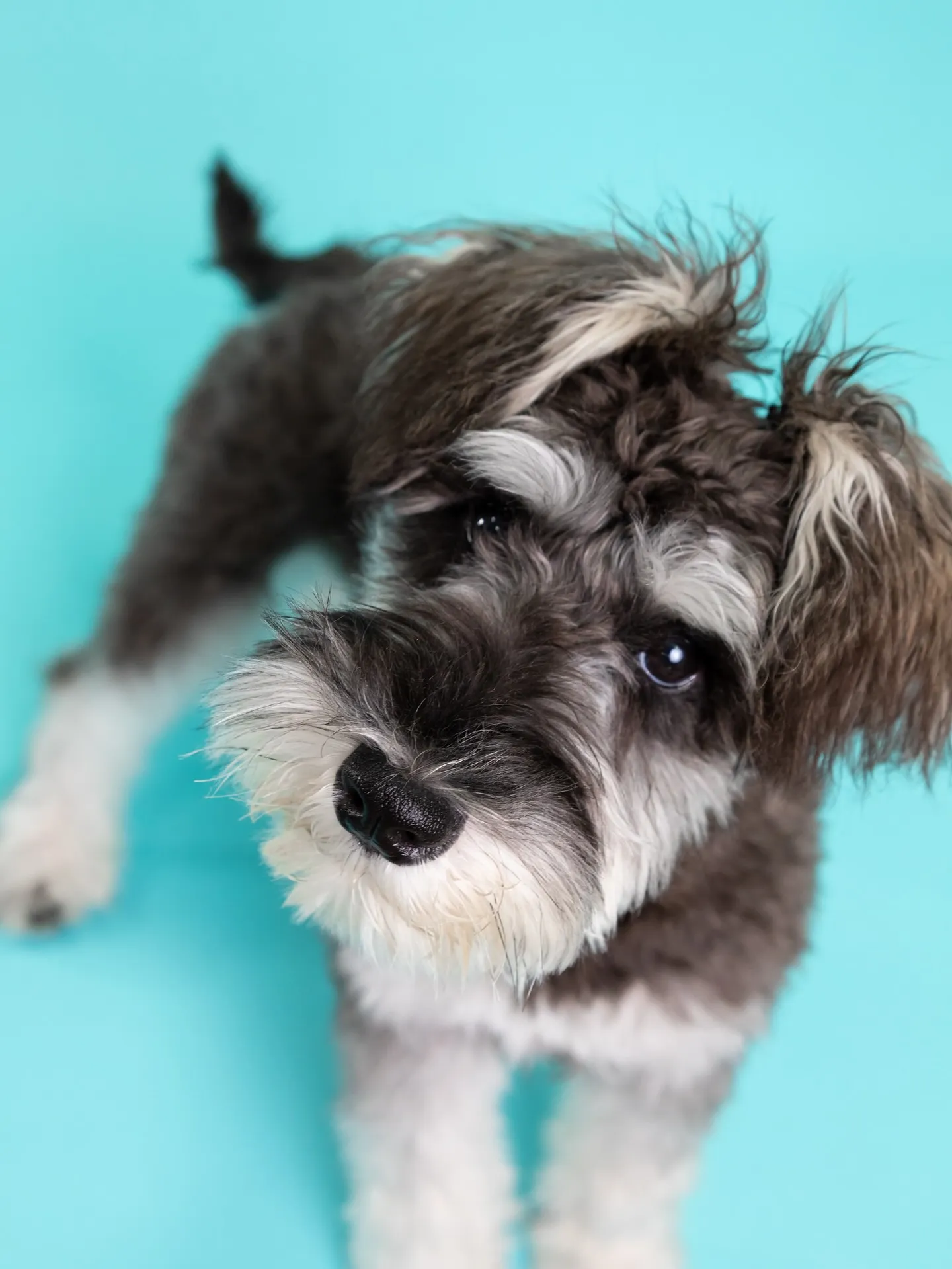 【Light-BLUE🗽Backdrop Photoshoo...