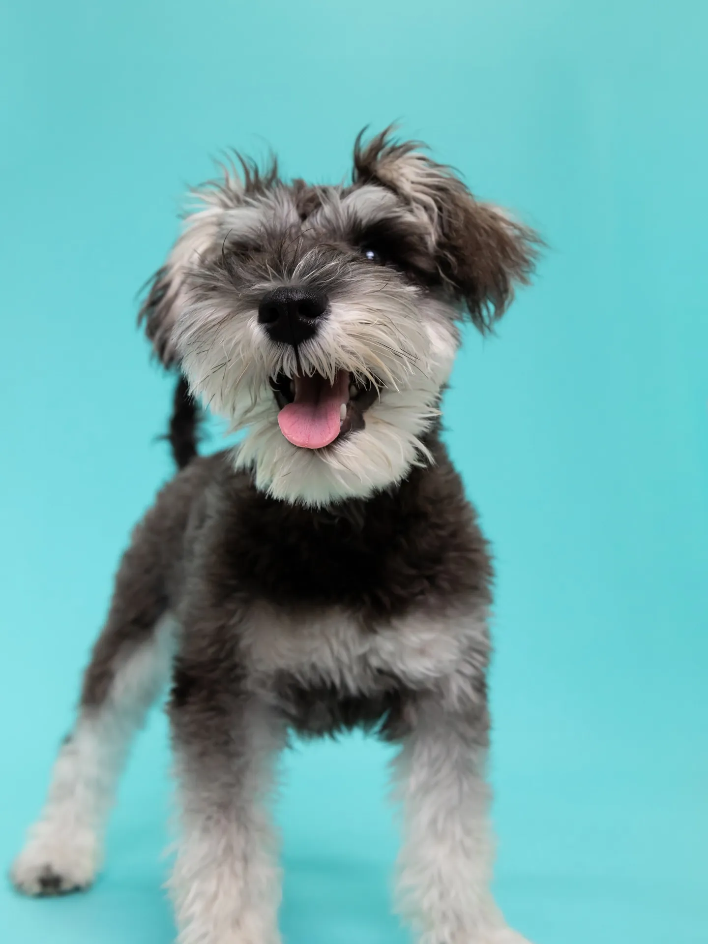 【Light-BLUE🗽Backdrop Photoshoo...