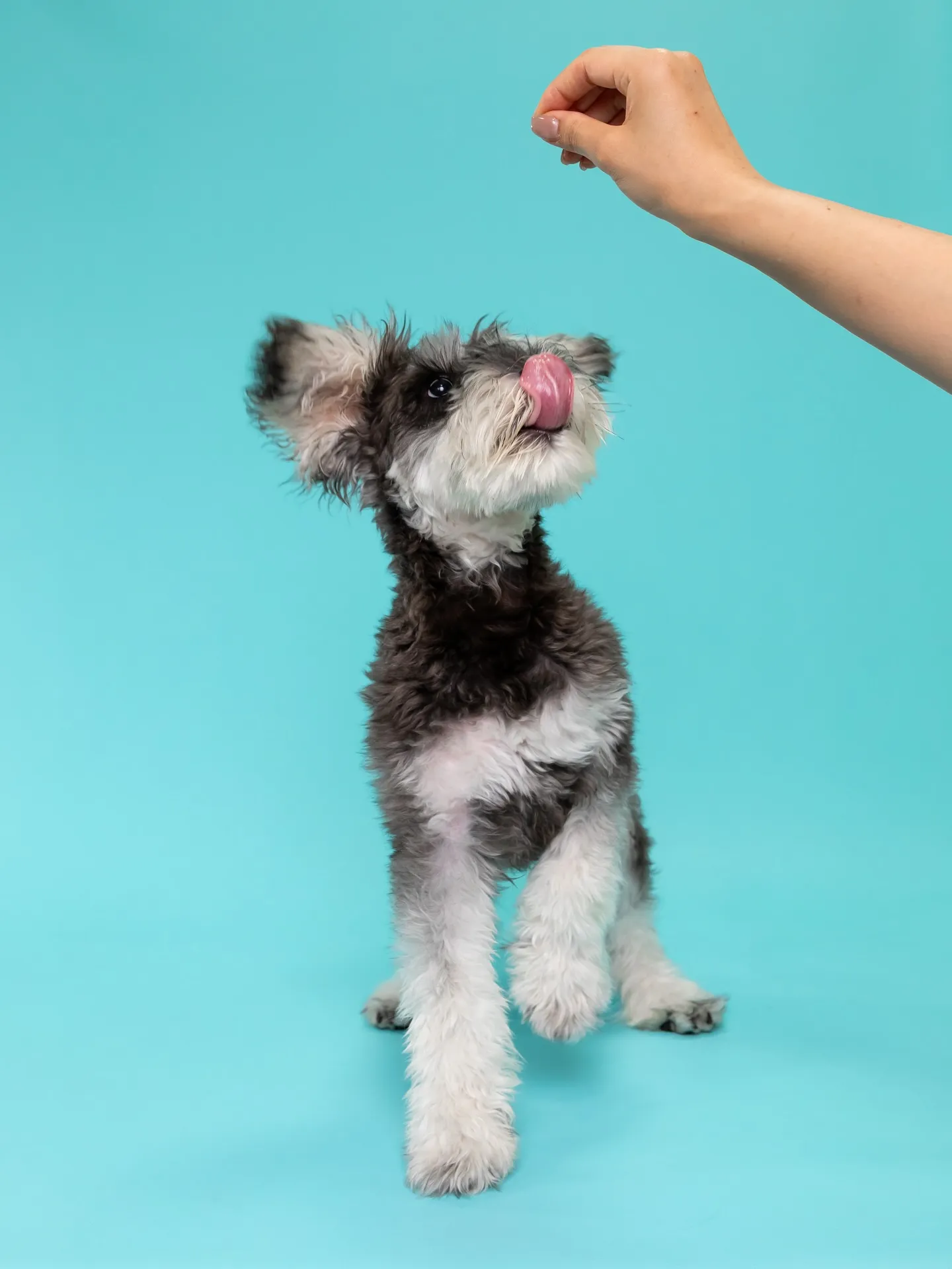 【Light-BLUE🗽Backdrop Photoshoo...