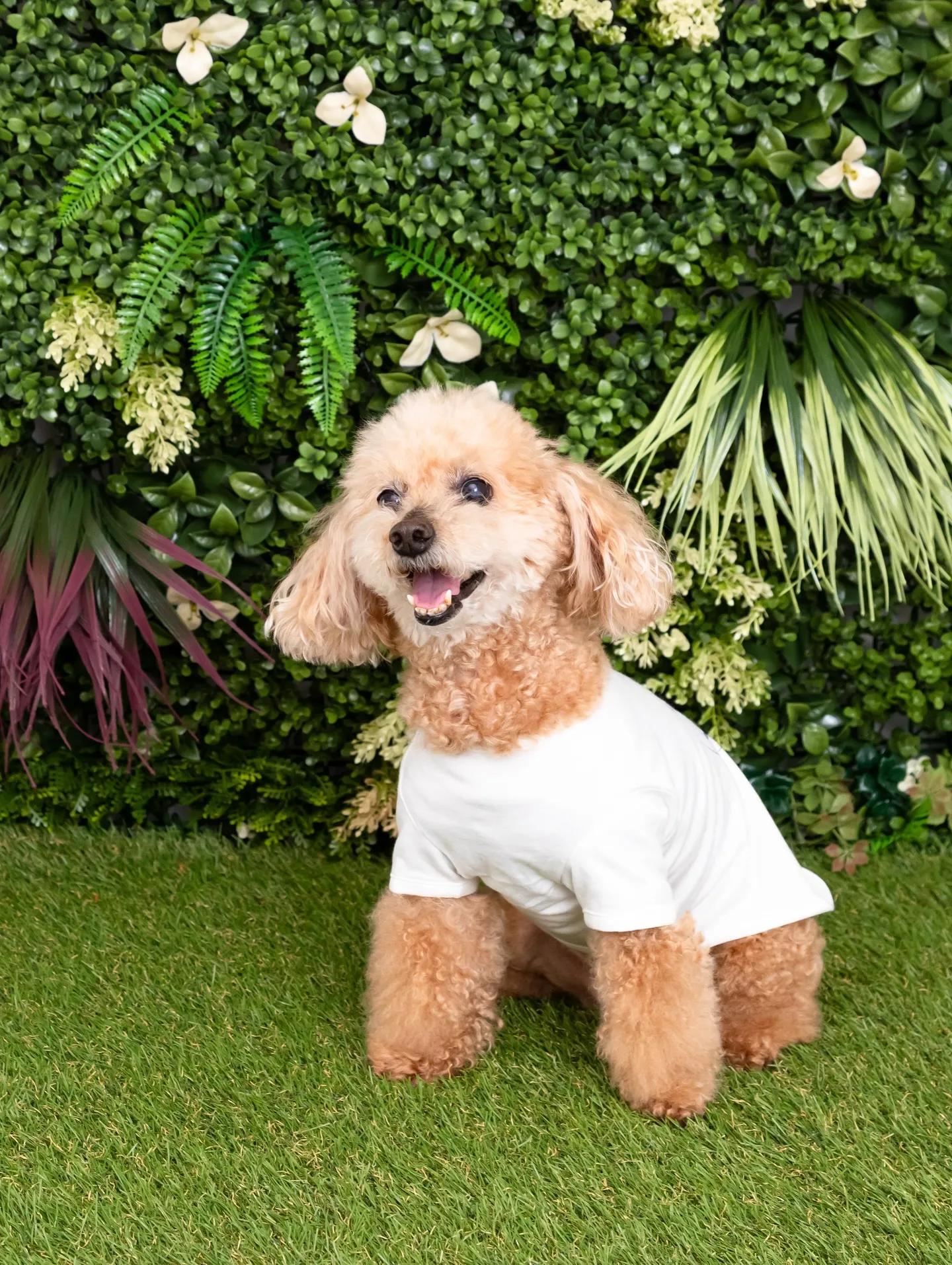 【Botanical🌿Backdrop Photoshoot...