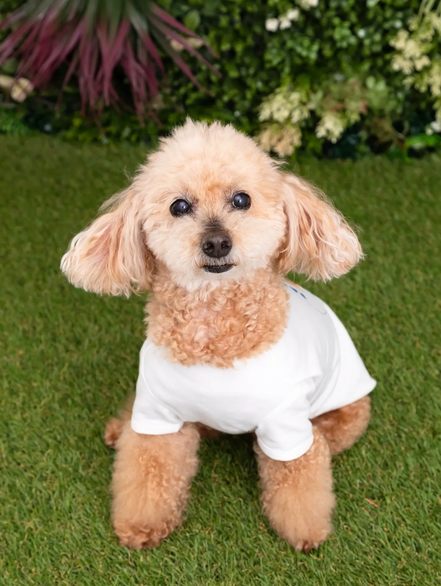 【Botanical🌿Backdrop Photoshoot...