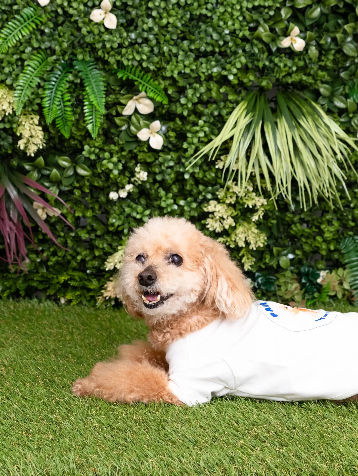 【Botanical🌿Backdrop Photoshoot...