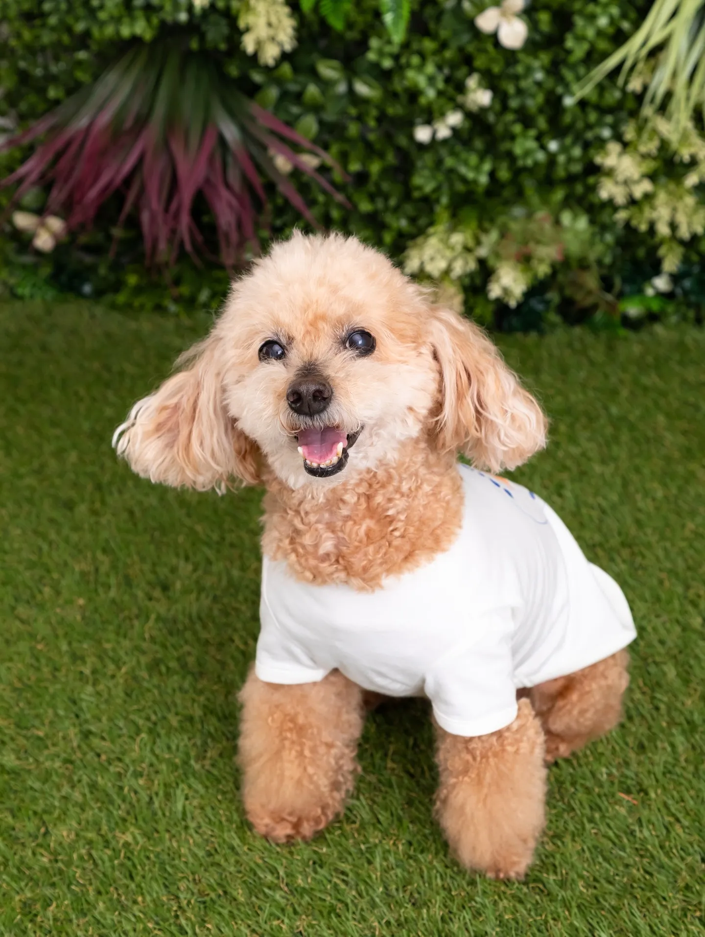 【Botanical🌿Backdrop Photoshoot...