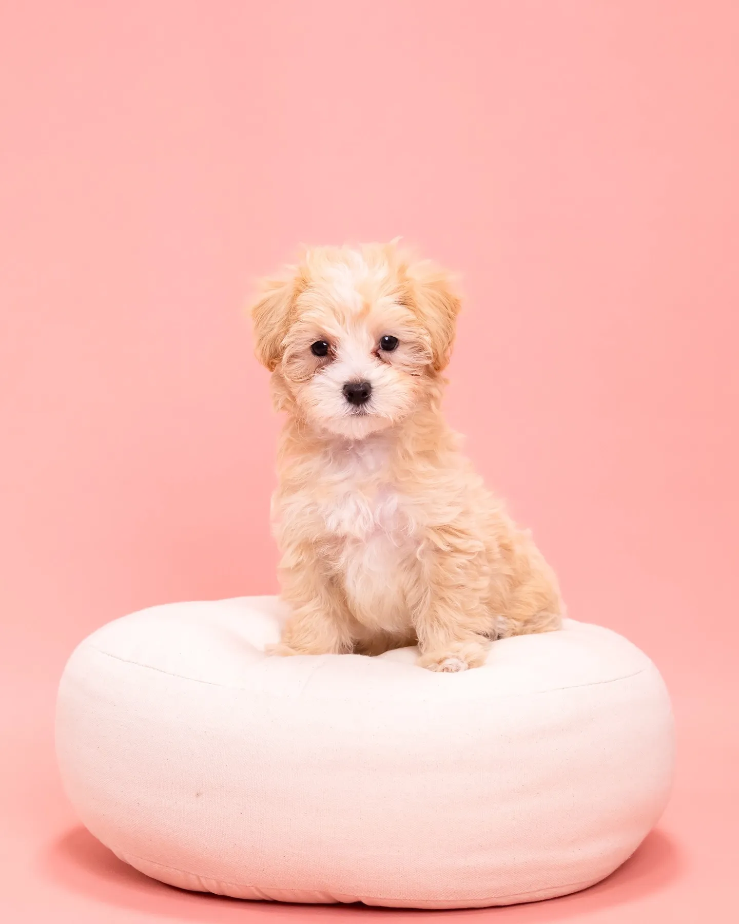 【PINK🌸Backdrop Photoshoot】