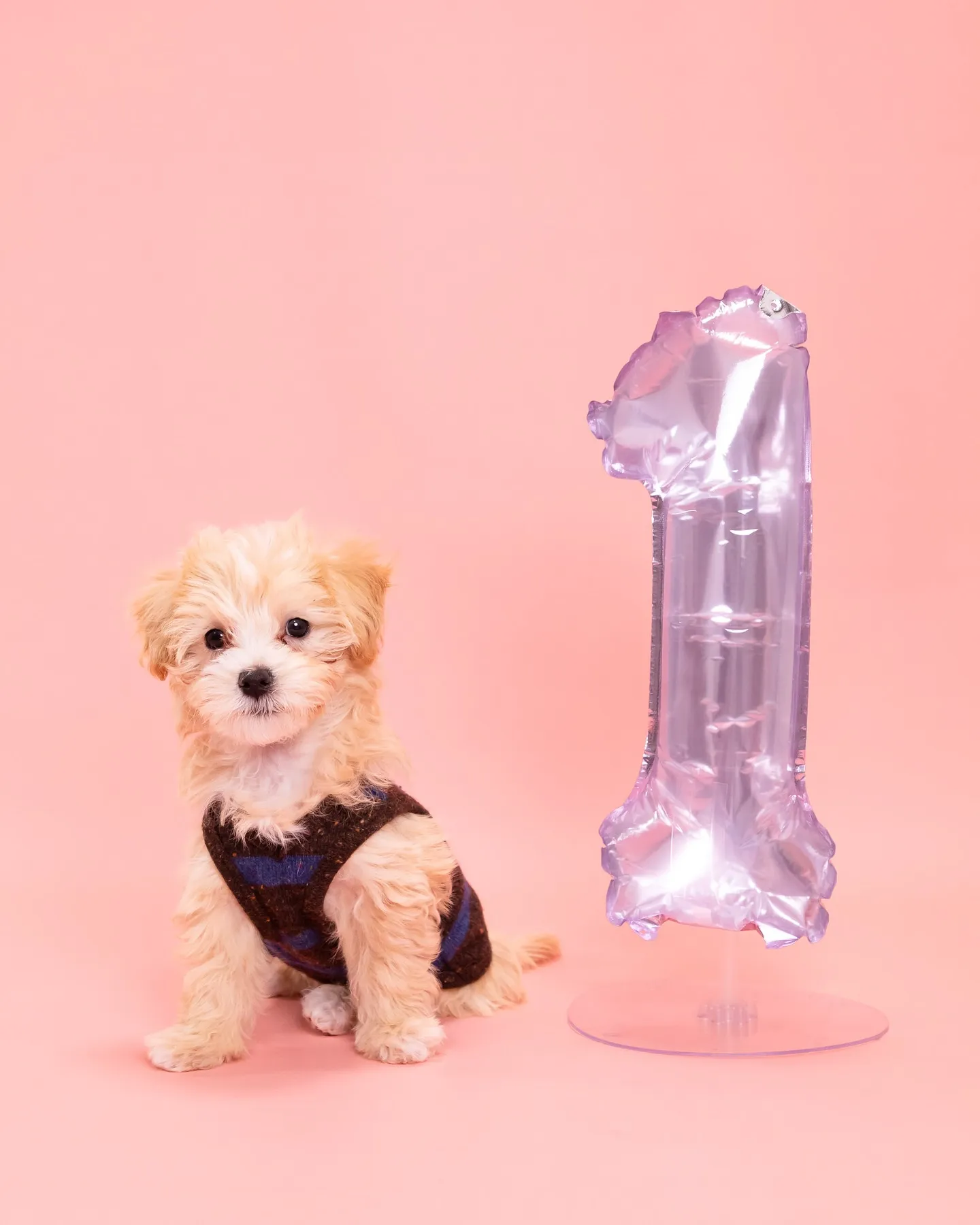 【PINK🌸Backdrop Photoshoot】