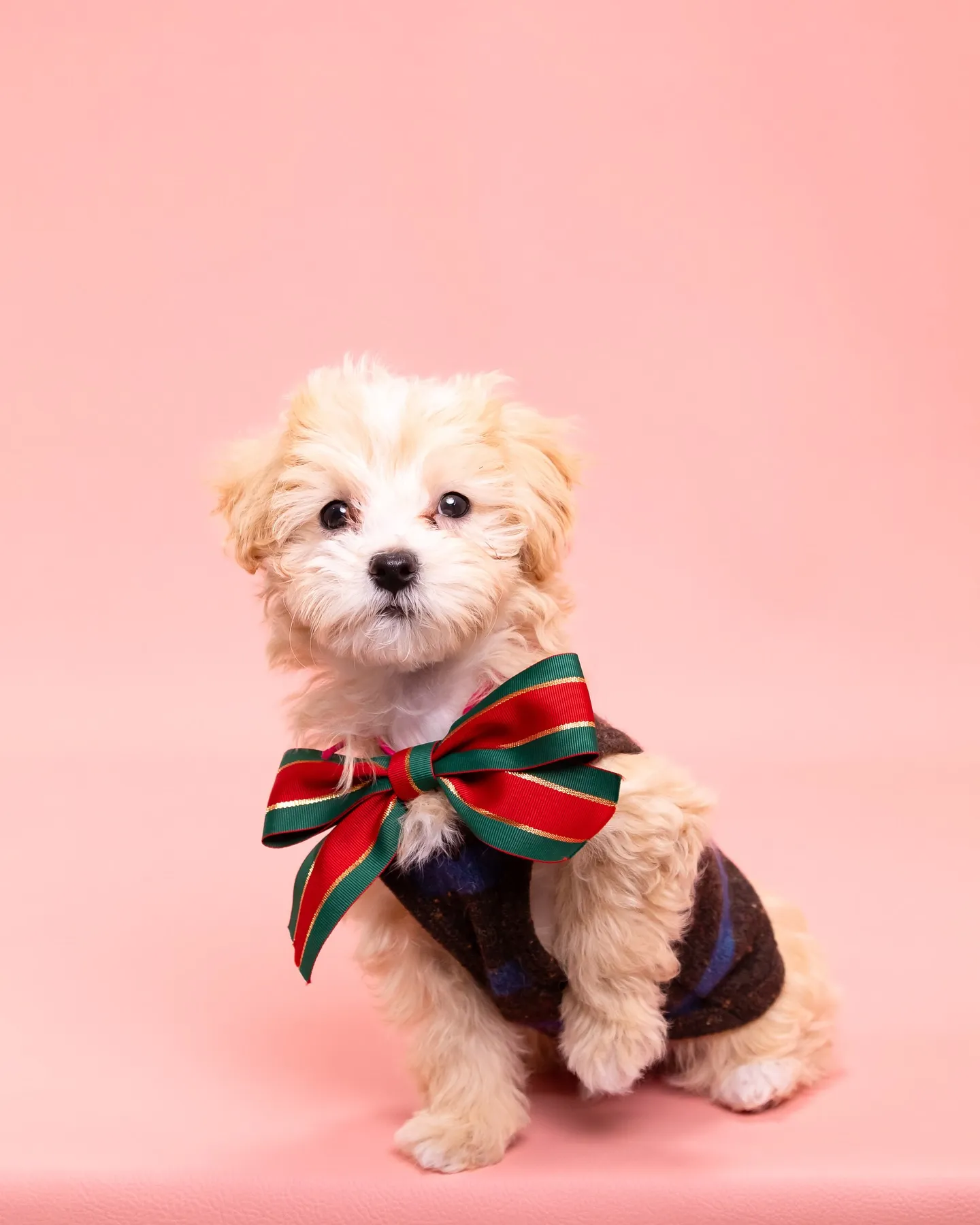 【PINK🌸Backdrop Photoshoot】