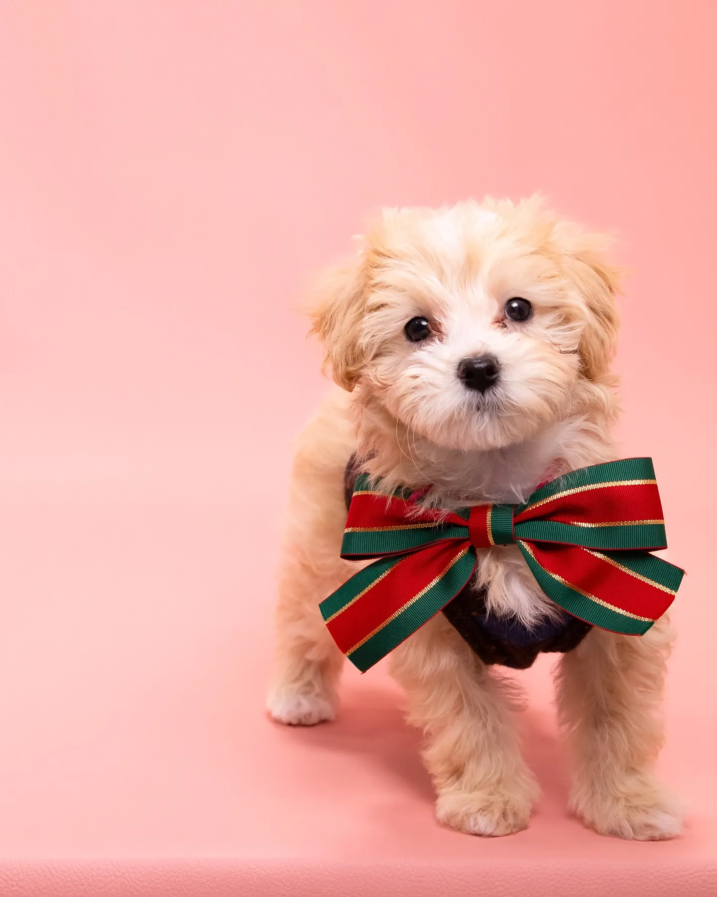 【PINK🌸Backdrop Photoshoot】