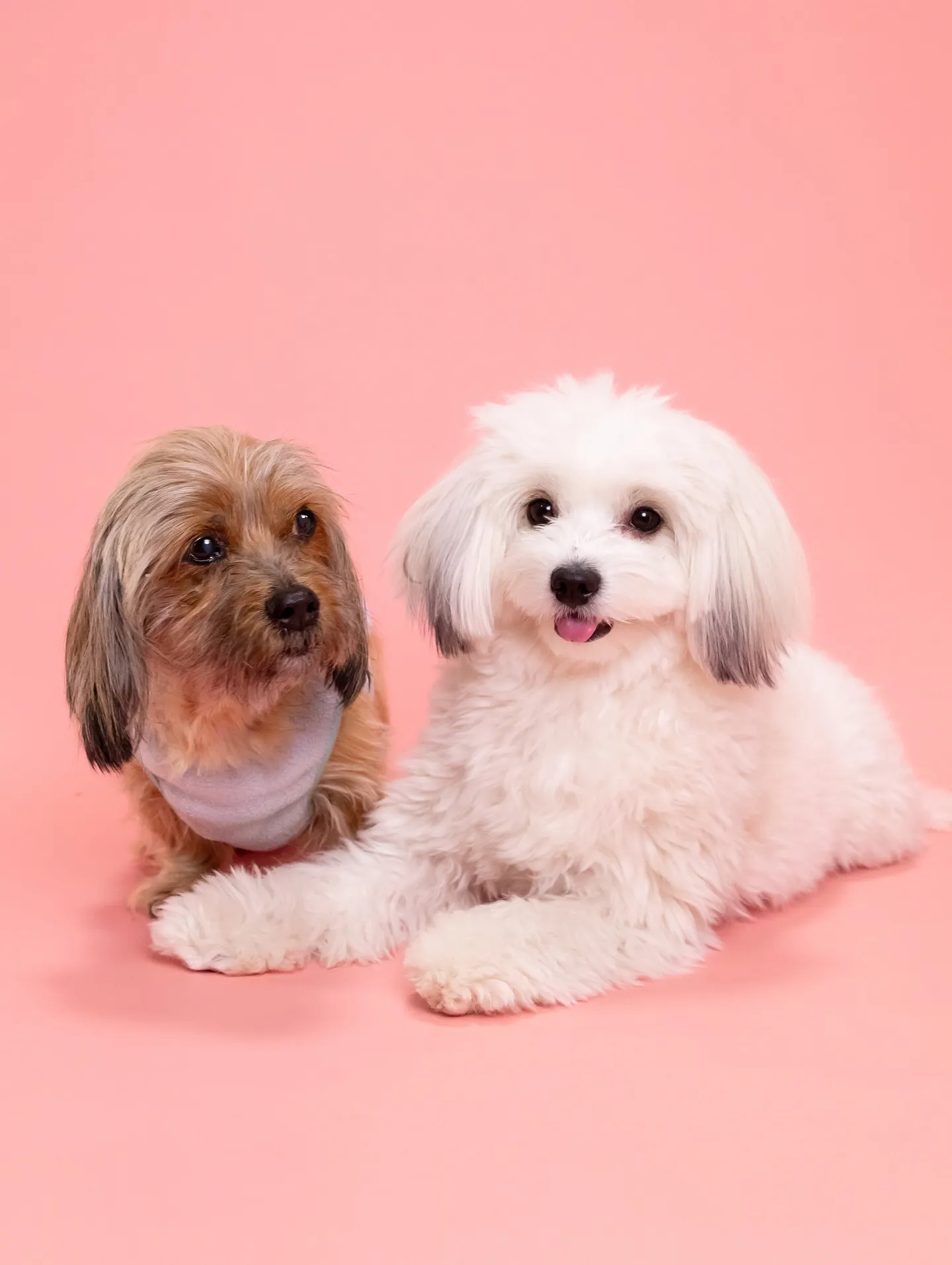 【PINK🦩Backdrop photoshoot -Sol...