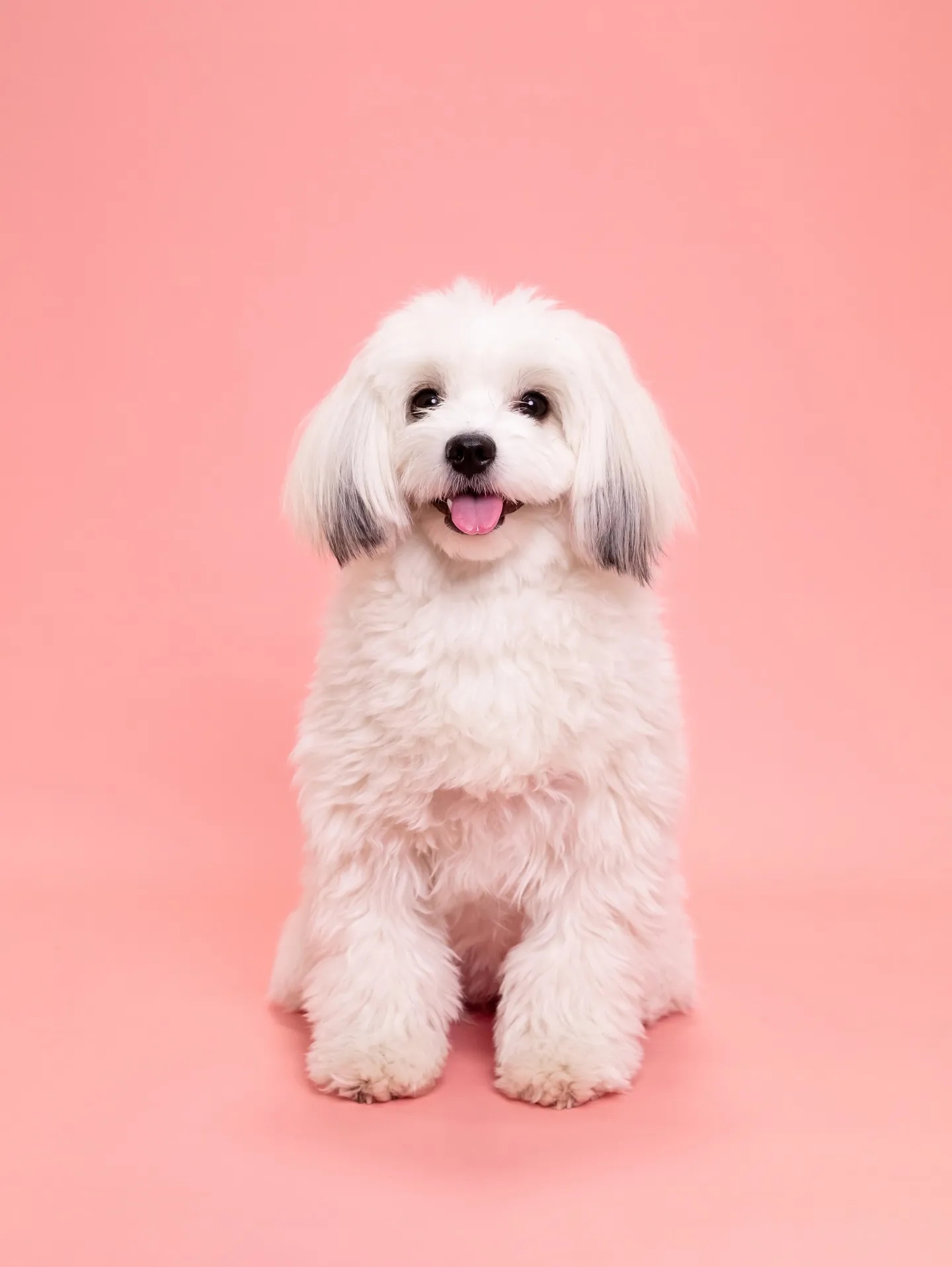 【PINK🦩Backdrop photoshoot -Sol...