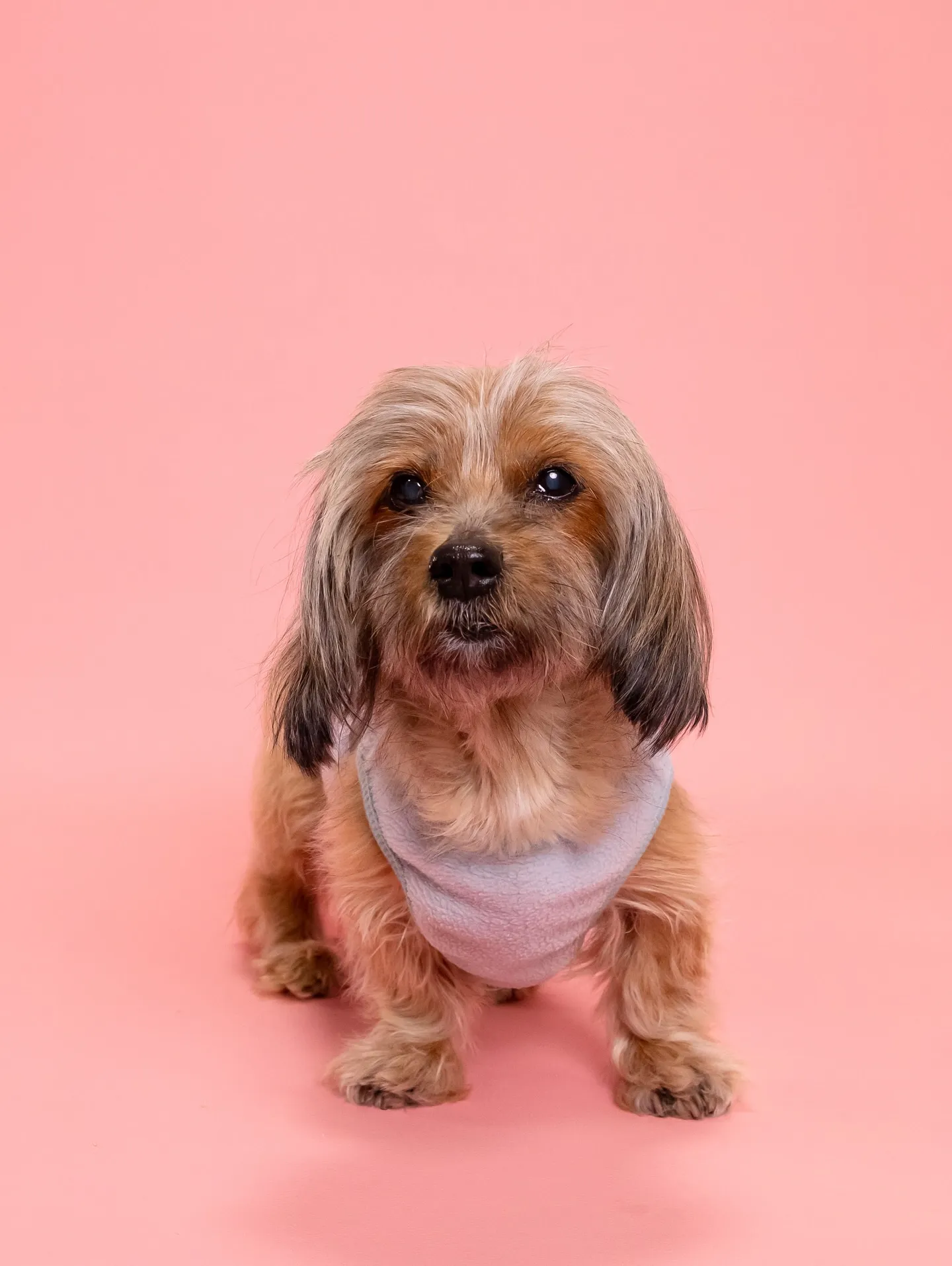 【PINK🦩Backdrop photoshoot -Sol...