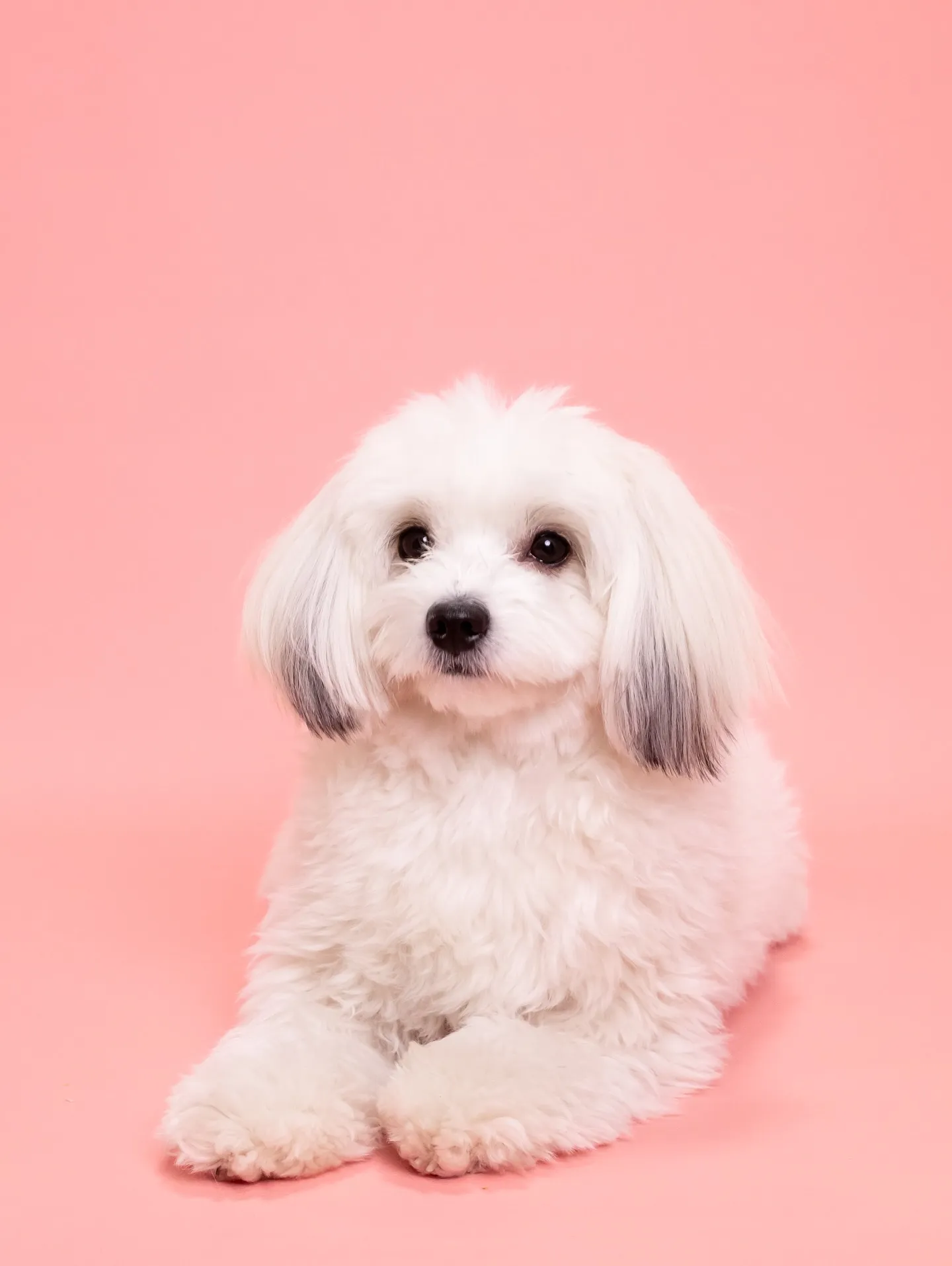 【PINK🦩Backdrop photoshoot -Sol...