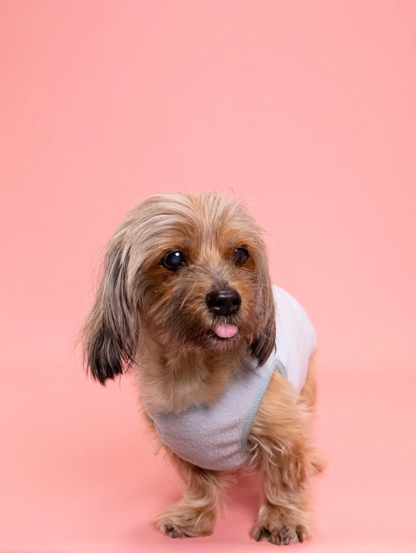 【PINK🦩Backdrop photoshoot -Sol...