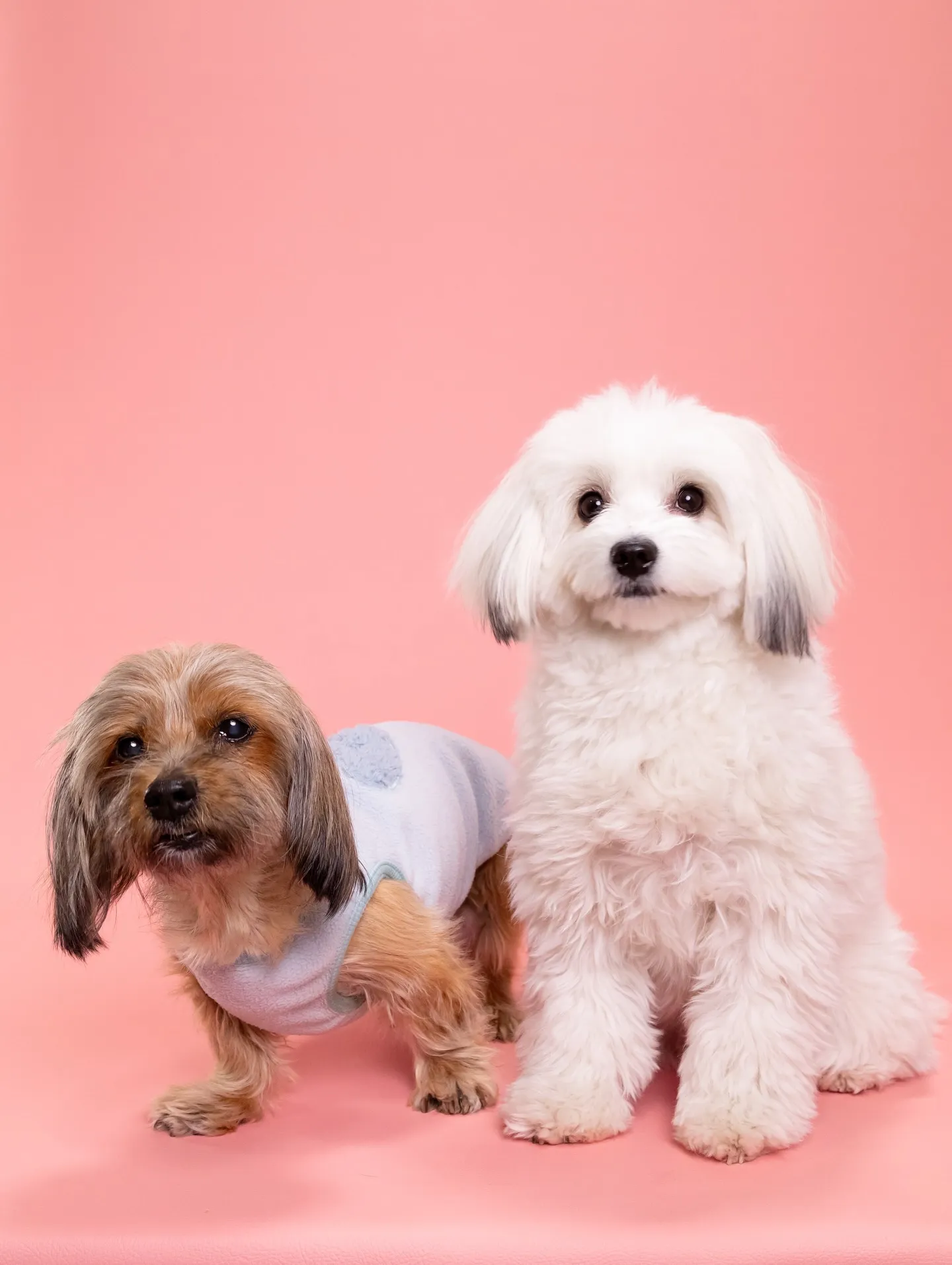 【PINK🦩Backdrop photoshoot -Sol...