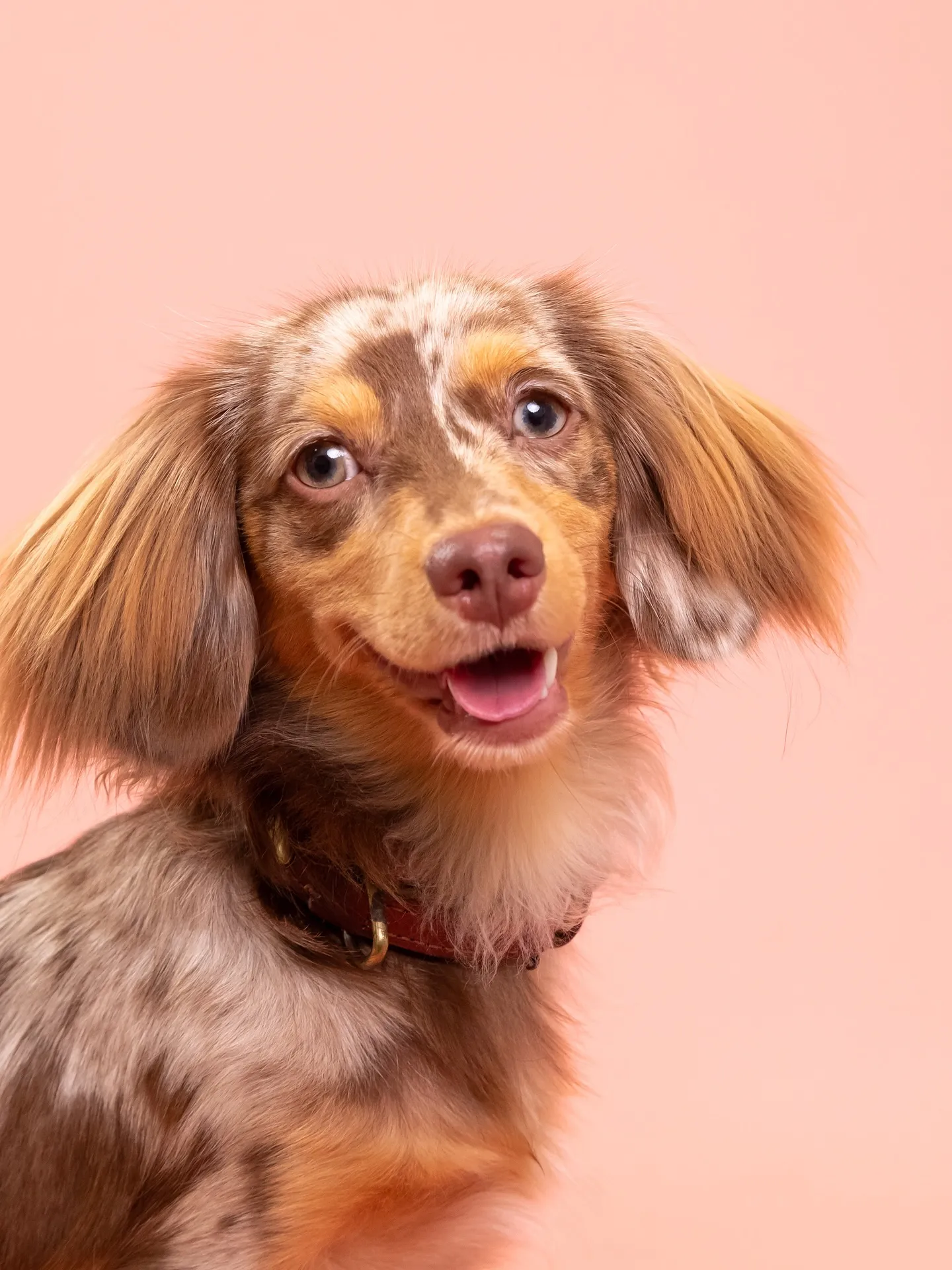 【PINK🦩Backdrop -Solo & ケーキ🎂-】