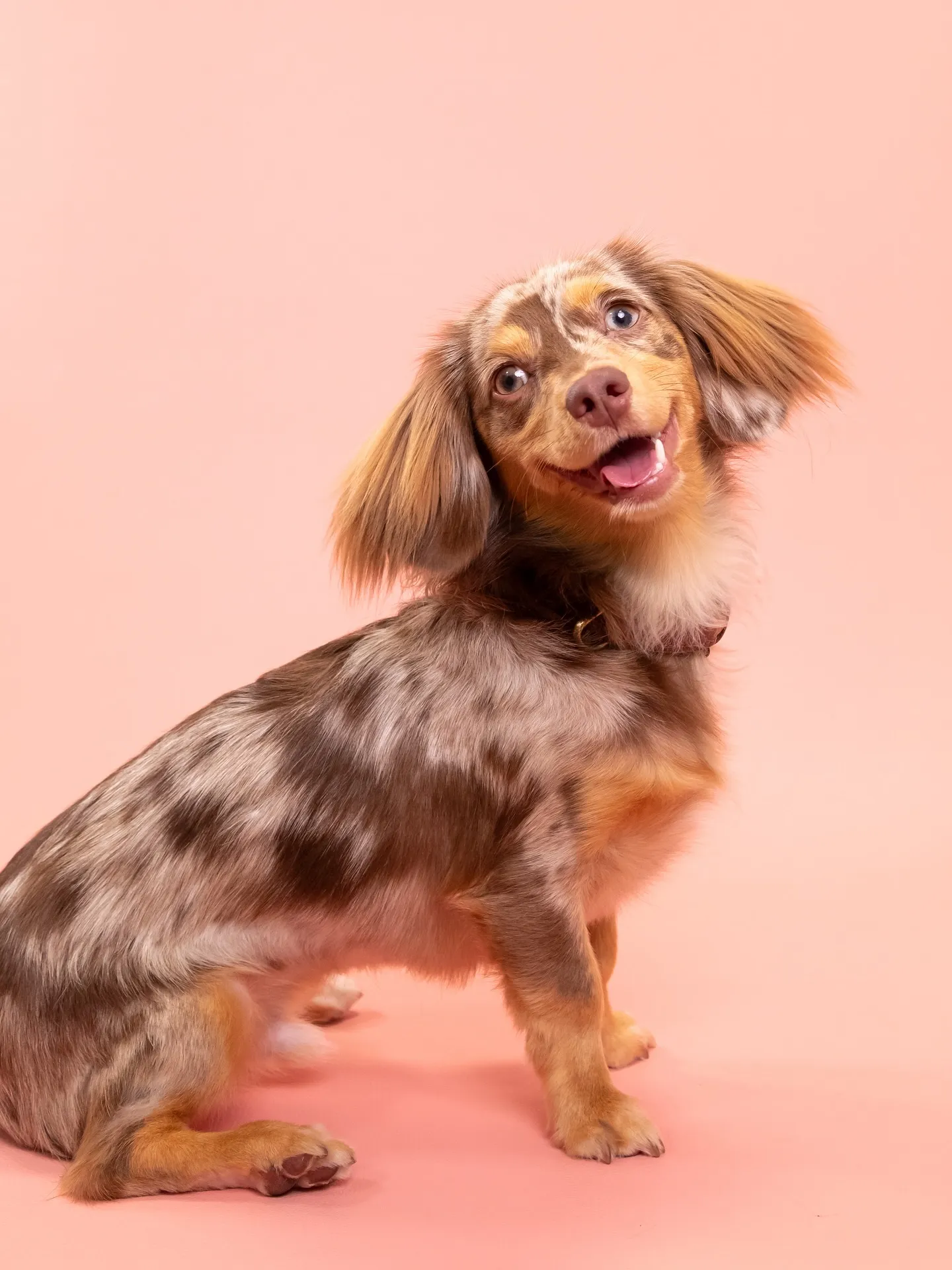 【PINK🦩Backdrop -Solo & ケーキ🎂-】