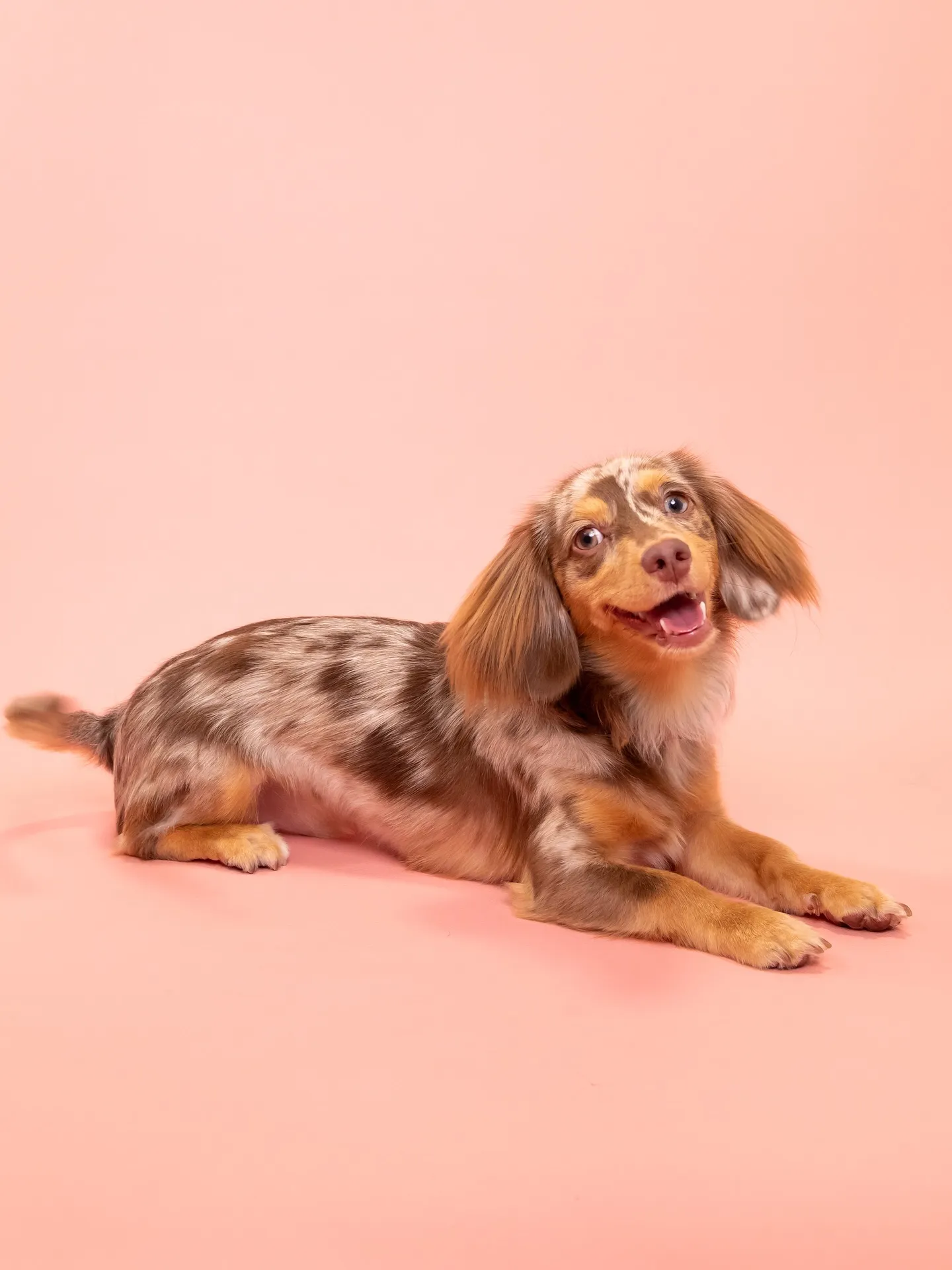 【PINK🦩Backdrop -Solo & ケーキ🎂-】