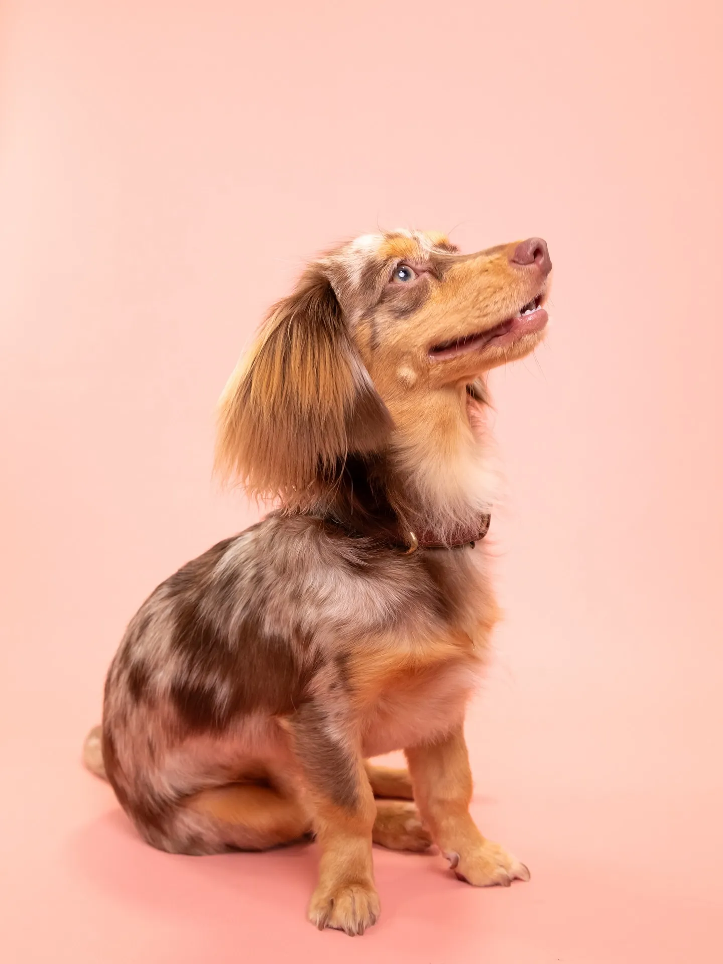 【PINK🦩Backdrop -Solo & ケーキ🎂-】