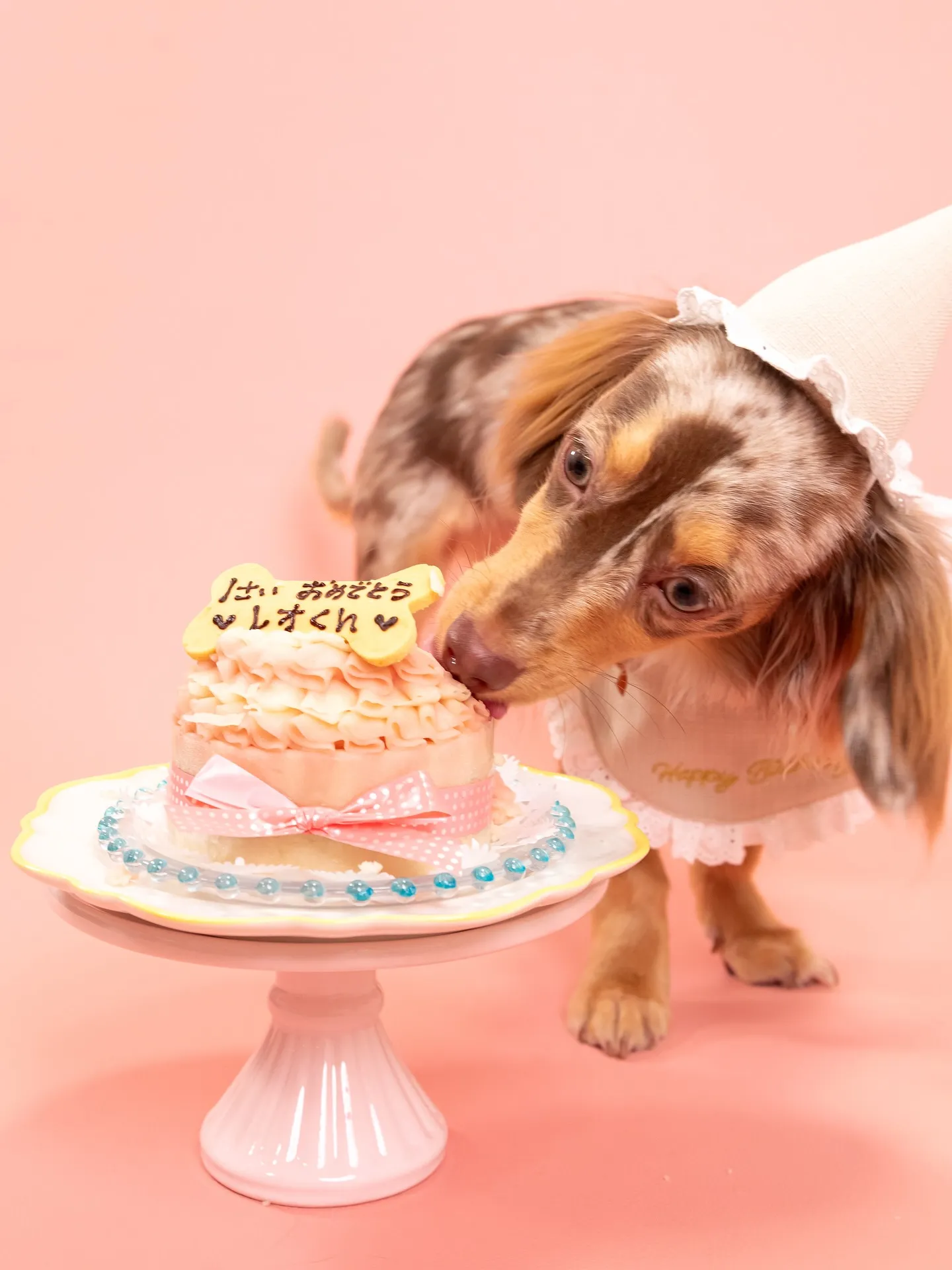 【PINK🦩Backdrop -Solo & ケーキ🎂-】