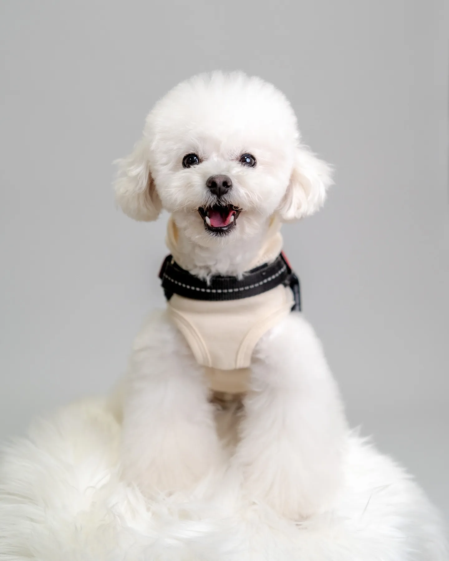 【ナンバーART／データ納品／1頭デザイン】