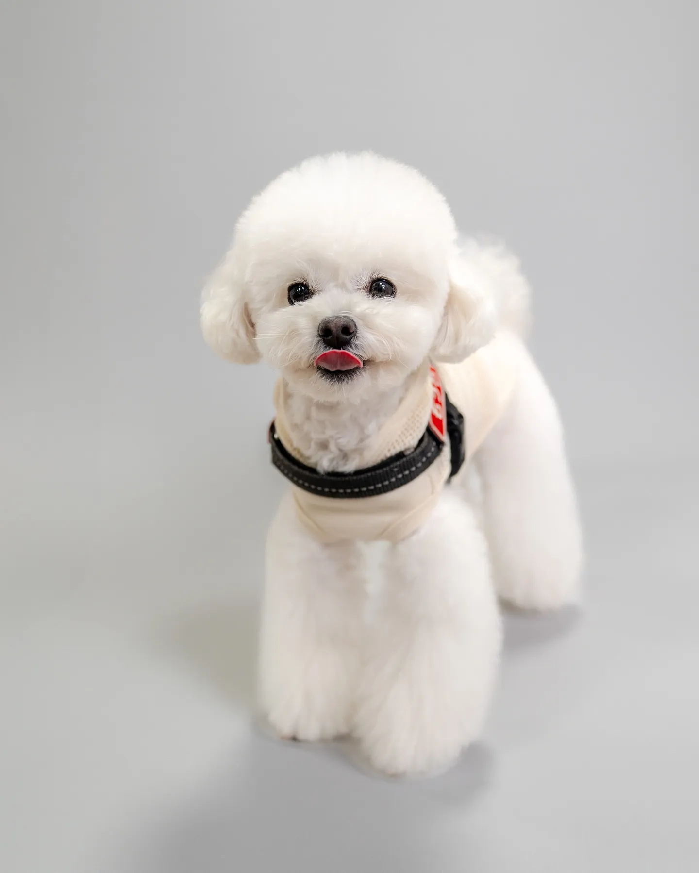 【アルファベットART／データ納品／1頭デザイン】