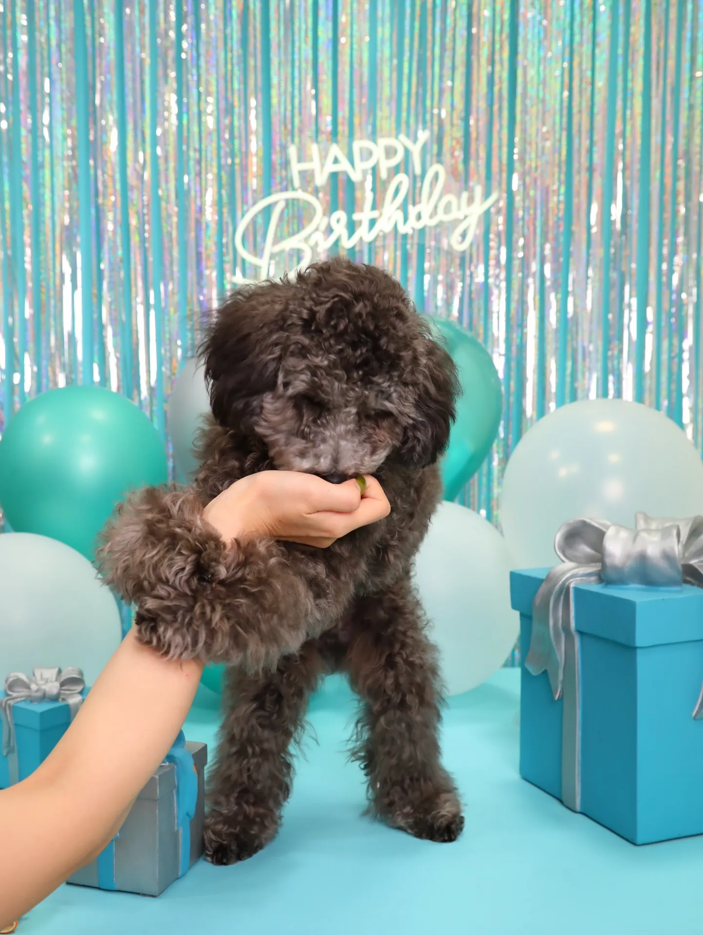 【Birthday Photobofth🗽-水色-】