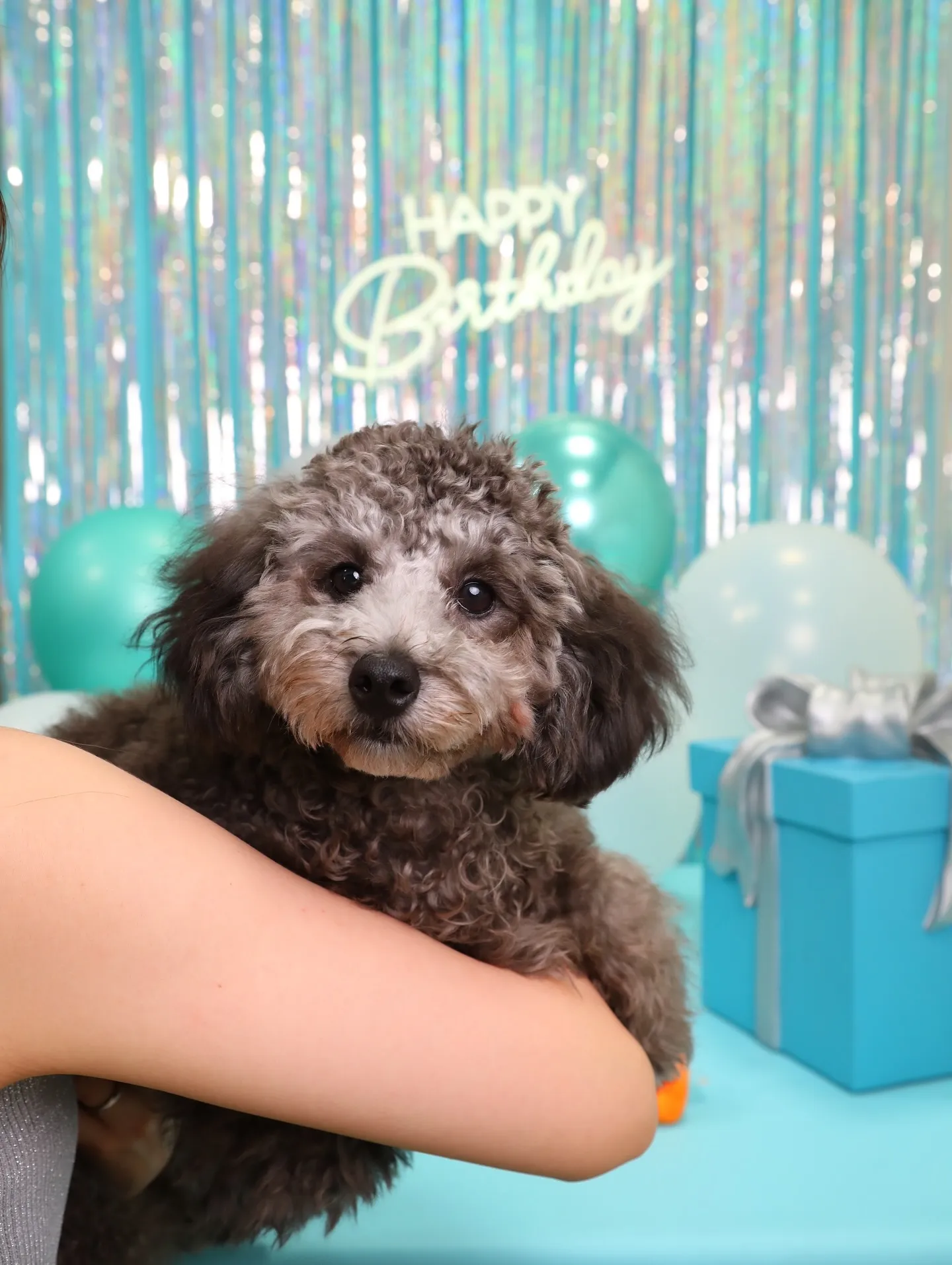 【Birthday Photobofth🗽-水色-】