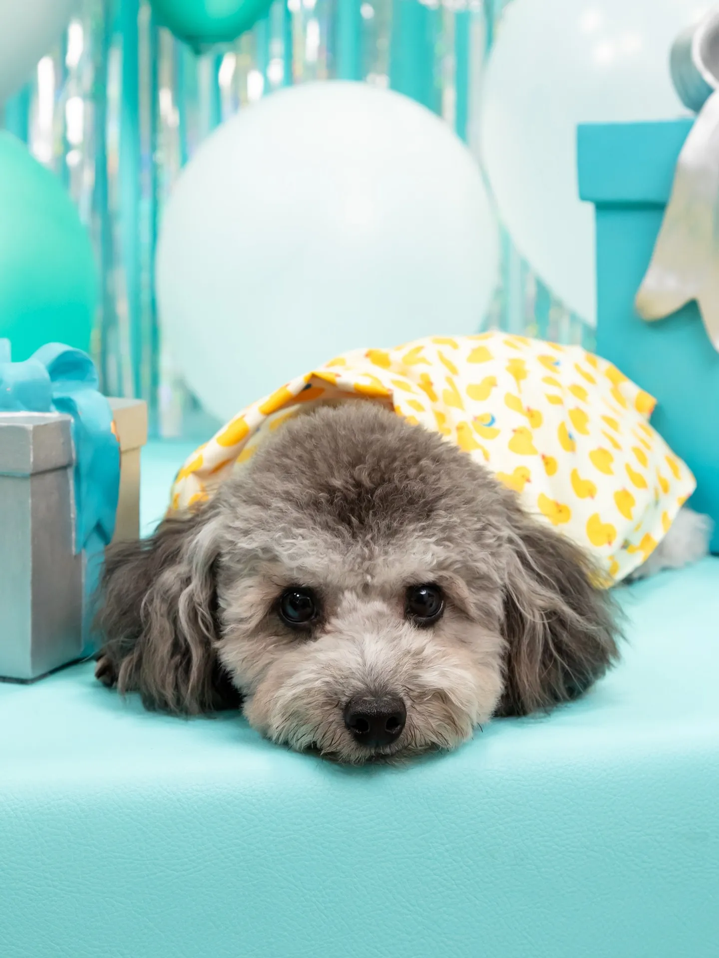 【Birthday Photobofth🗽-水色-】