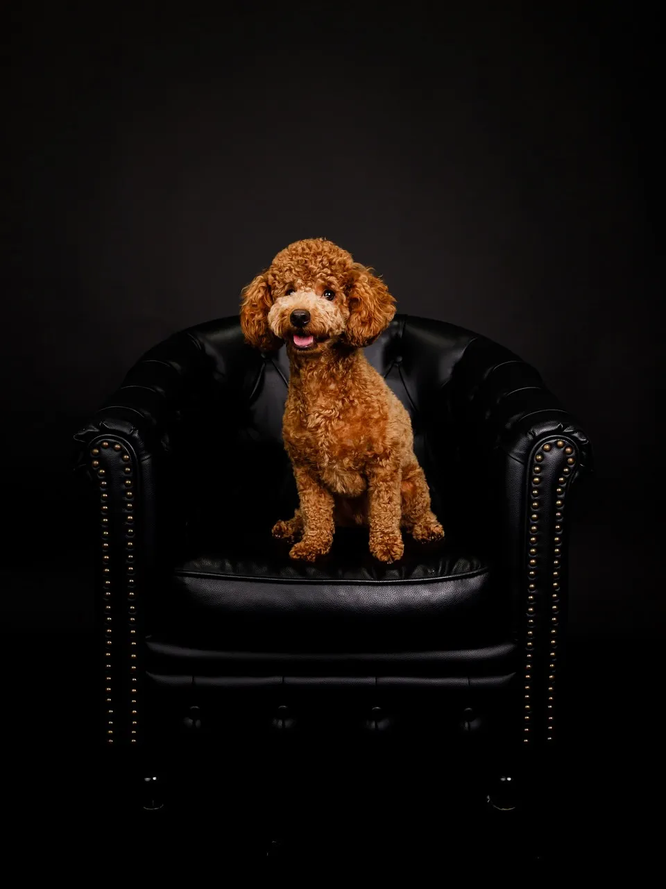 【BLACK Backdrop Photoshoot -BL...