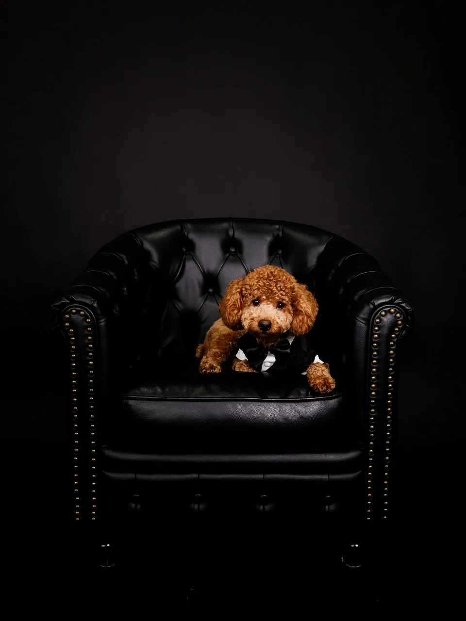 【BLACK Backdrop Photoshoot -BL...