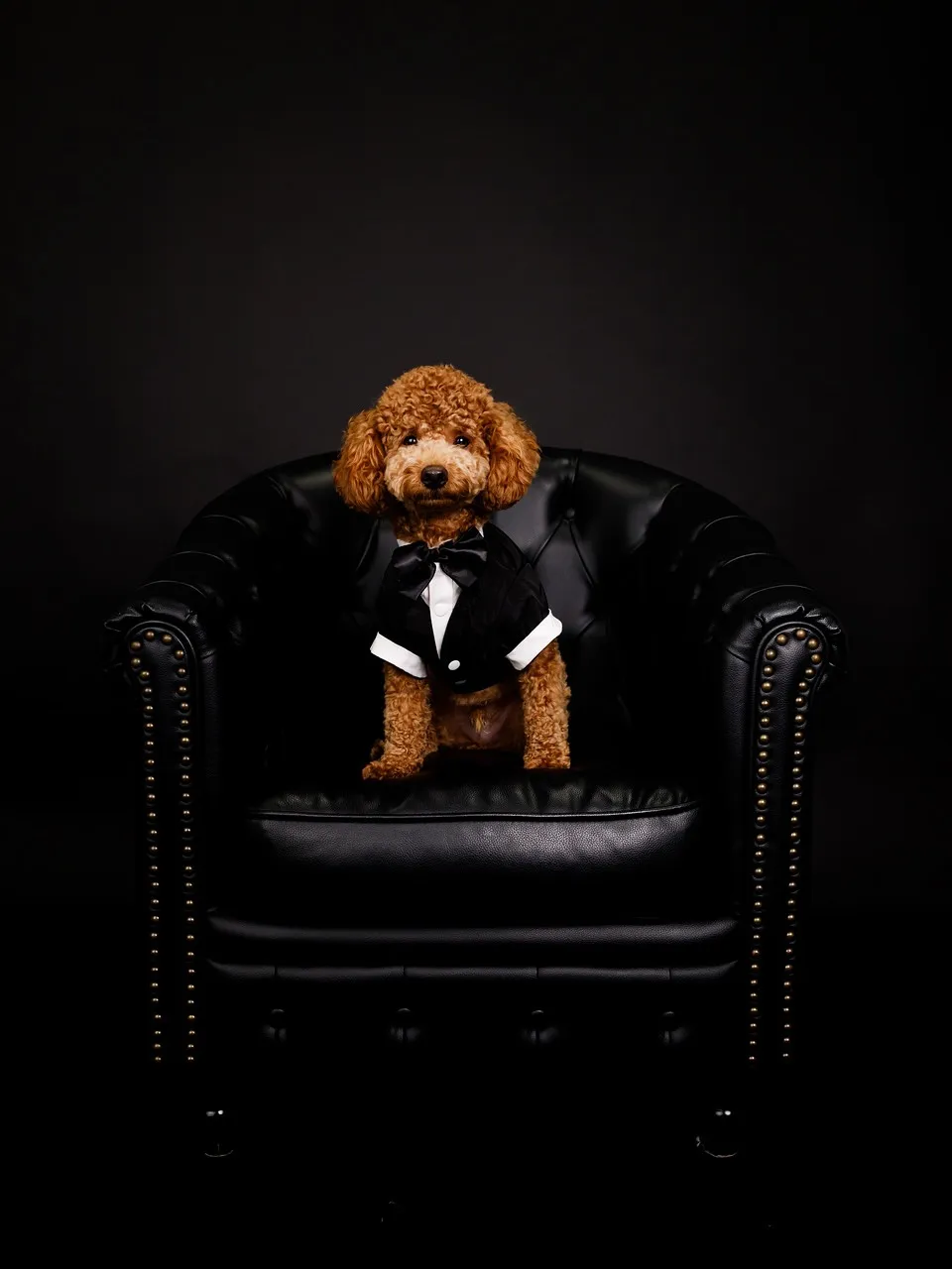 【BLACK Backdrop Photoshoot -BL...