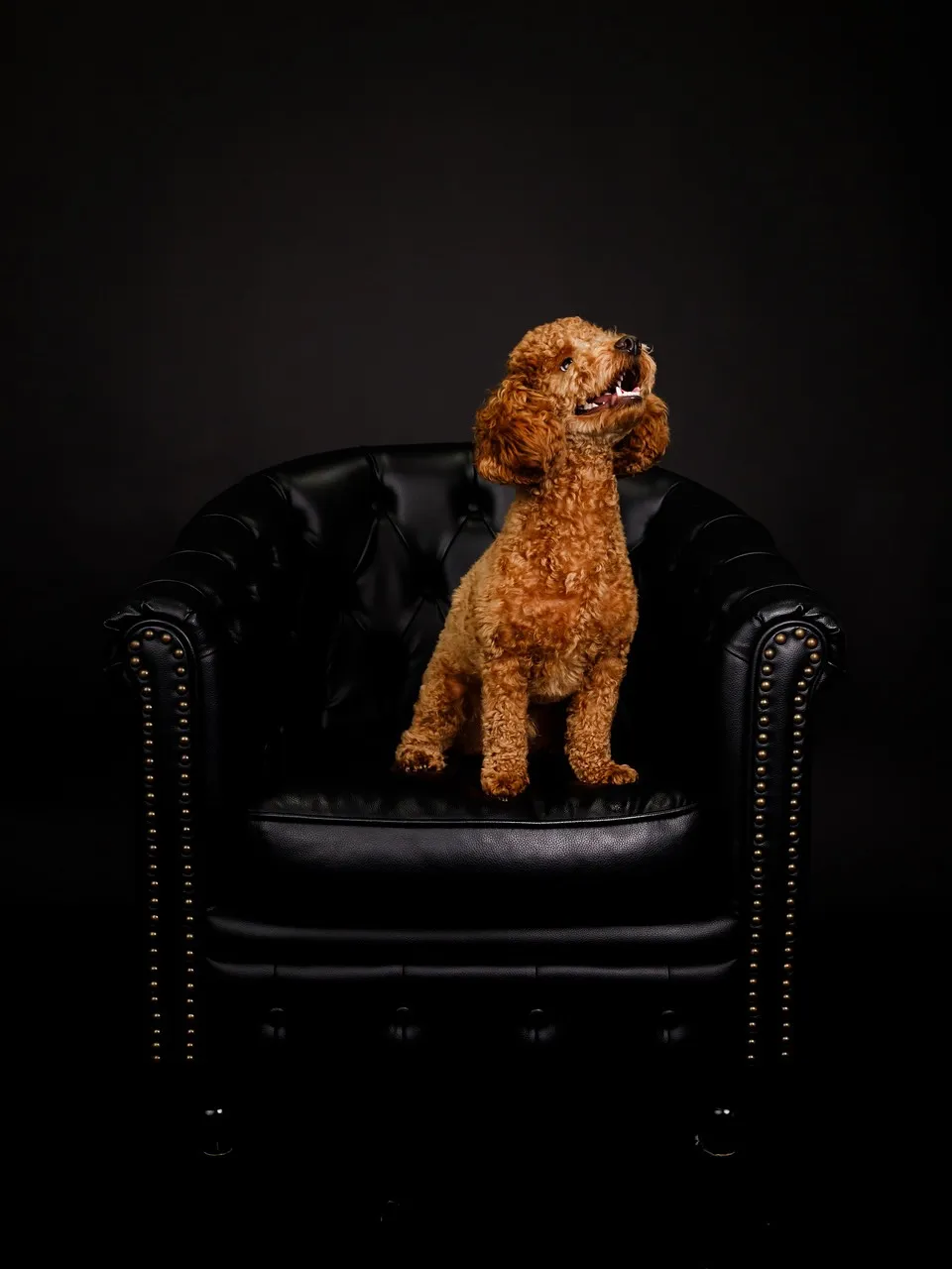 【BLACK Backdrop Photoshoot -BL...