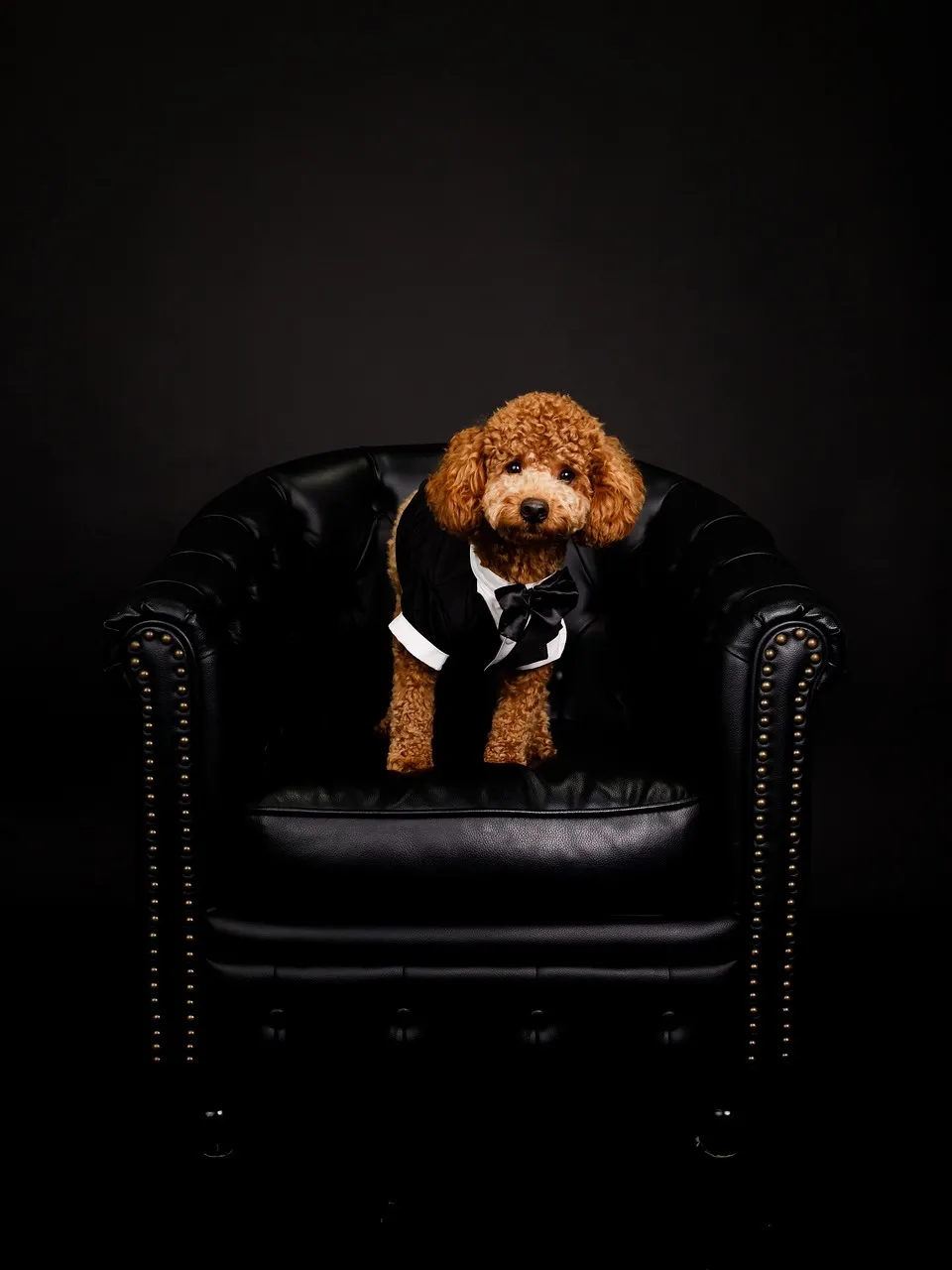 【BLACK Backdrop Photoshoot -BL...