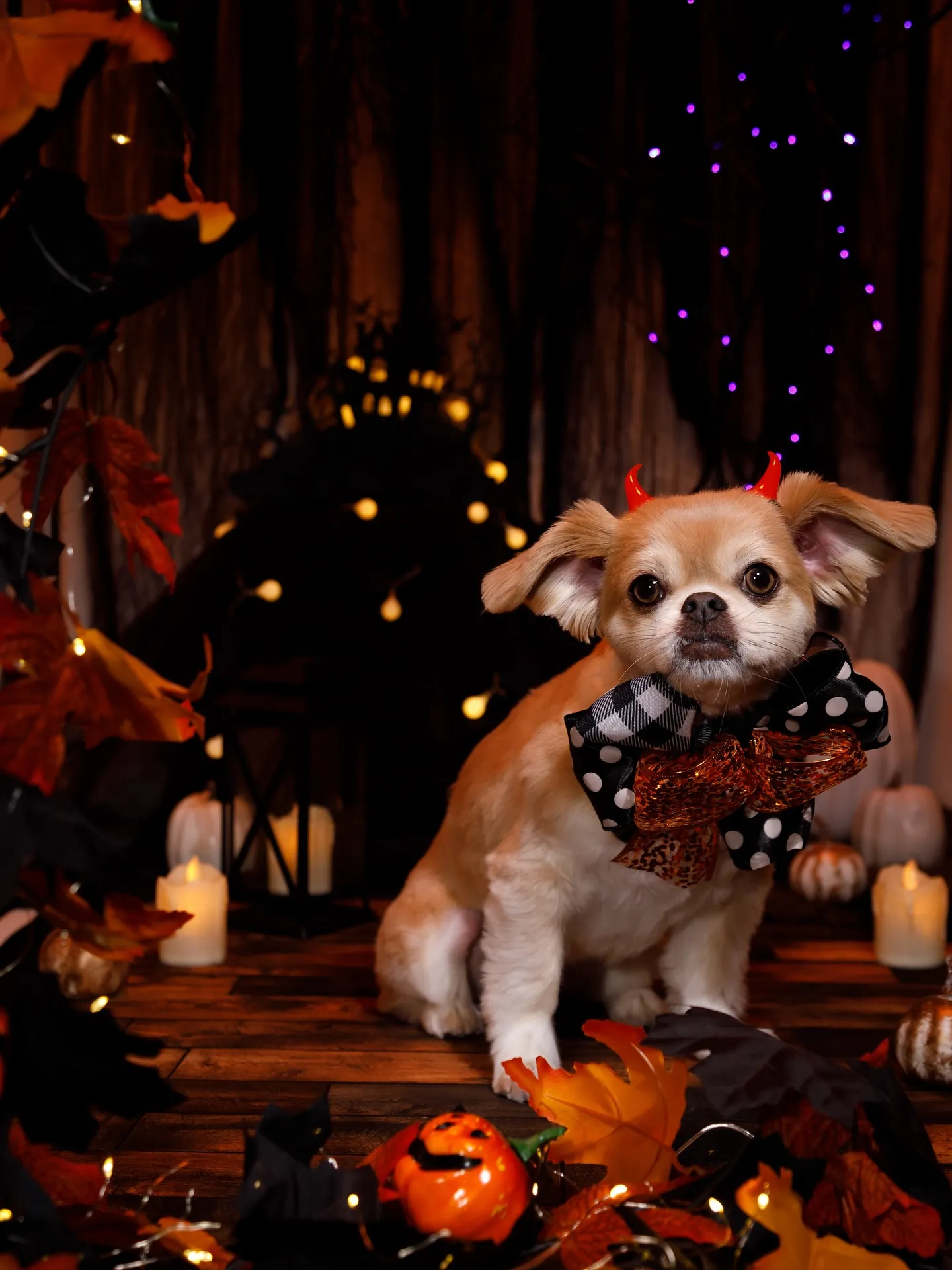 【Halloween🎃2025 -Little Devil ...