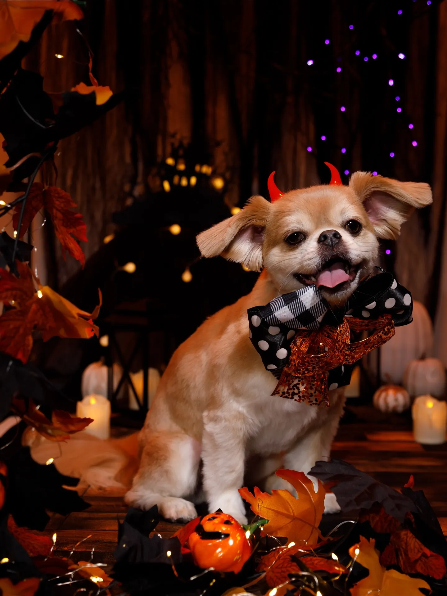 【Halloween🎃2025 -Little Devil ...