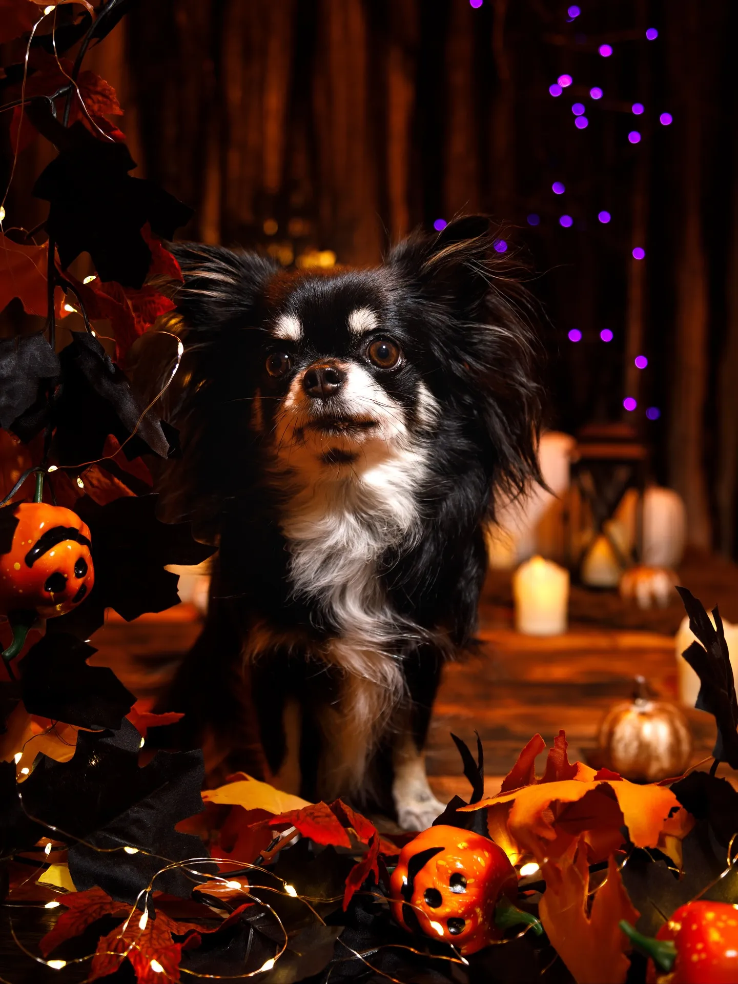 【Halloween🎃2025 -Little Devil ...