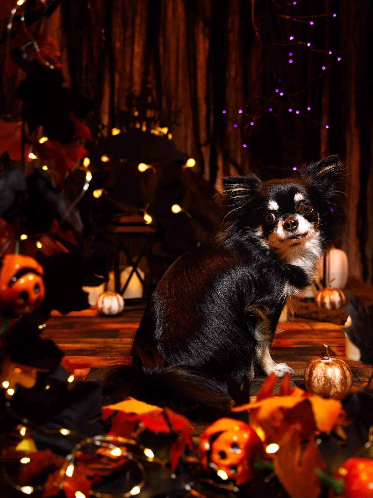 【Halloween🎃2025 -Little Devil ...