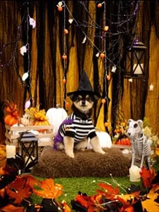 【Shippoful 1st Anv. Halloween🎃...