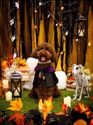 【Shippoful 1st Anv. Halloween🎃...