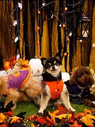 【Shippoful 1st Anv. Halloween🎃...