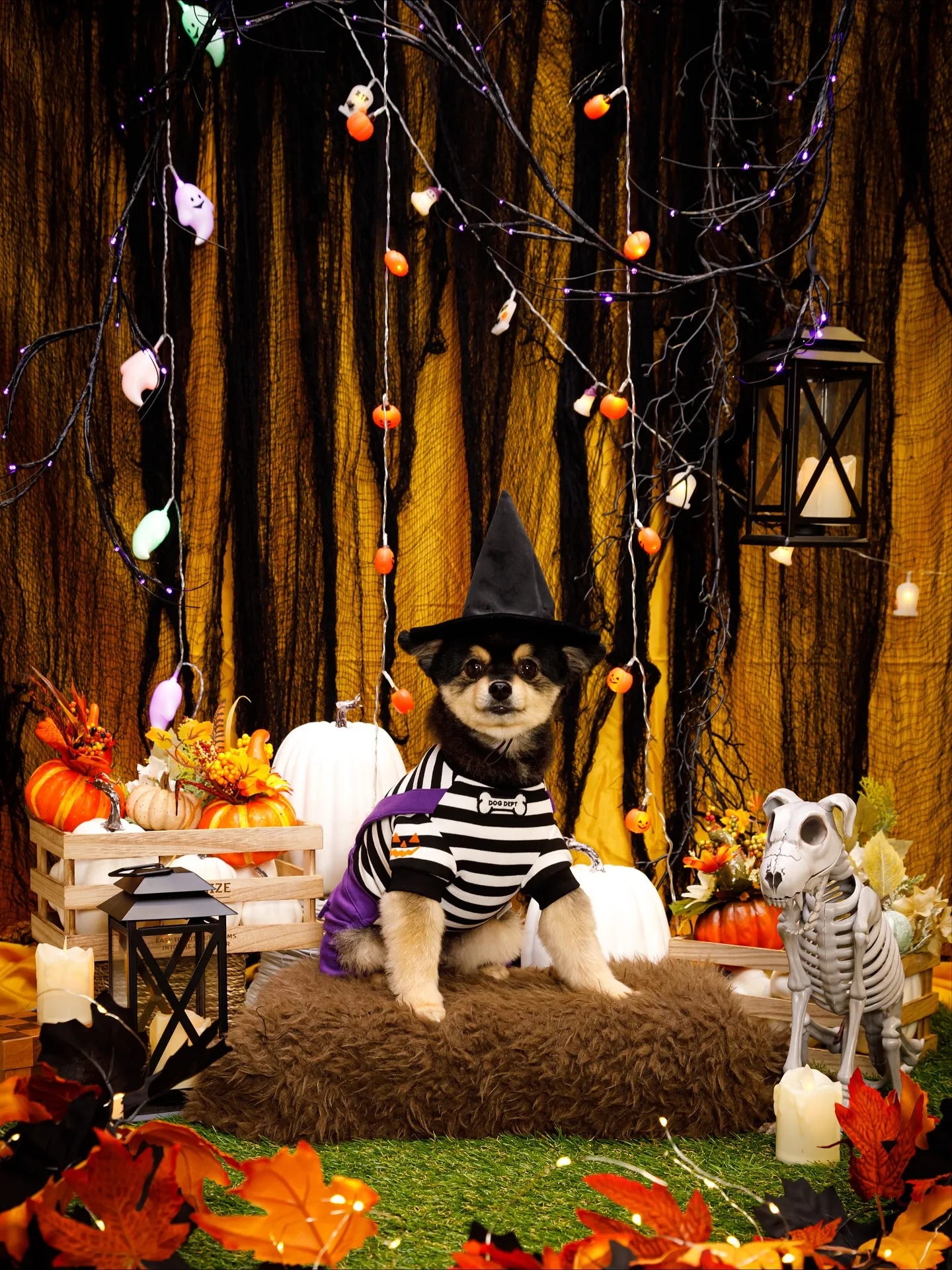 【Shippoful 1st Anv. Halloween🎃...