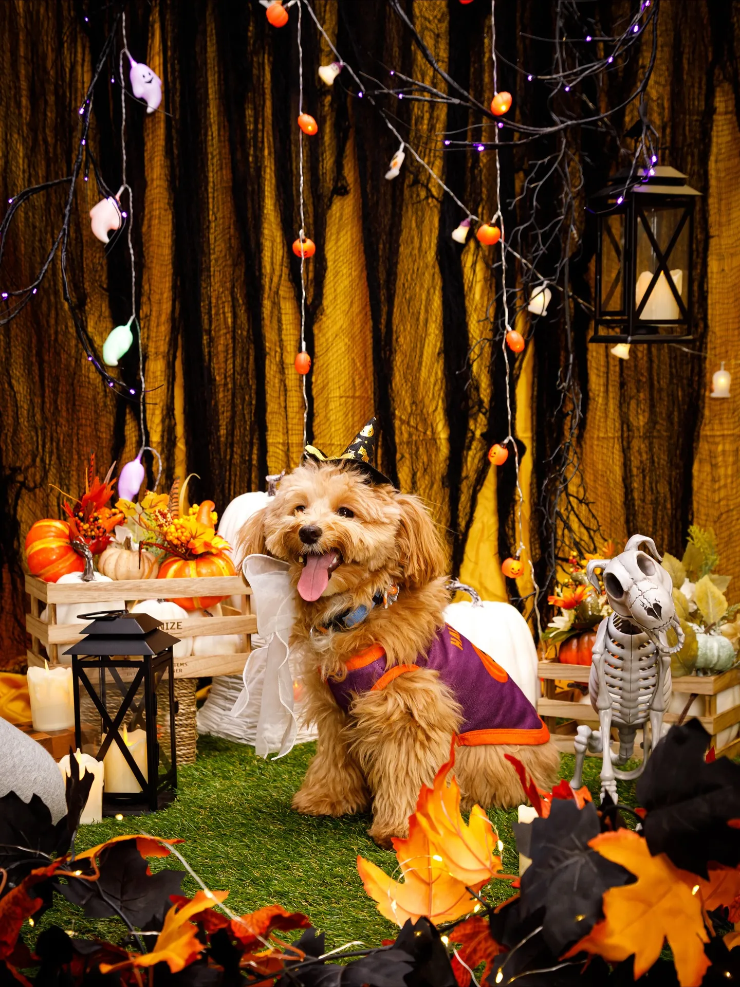 【Shippoful 1st Anv. Halloween🎃...